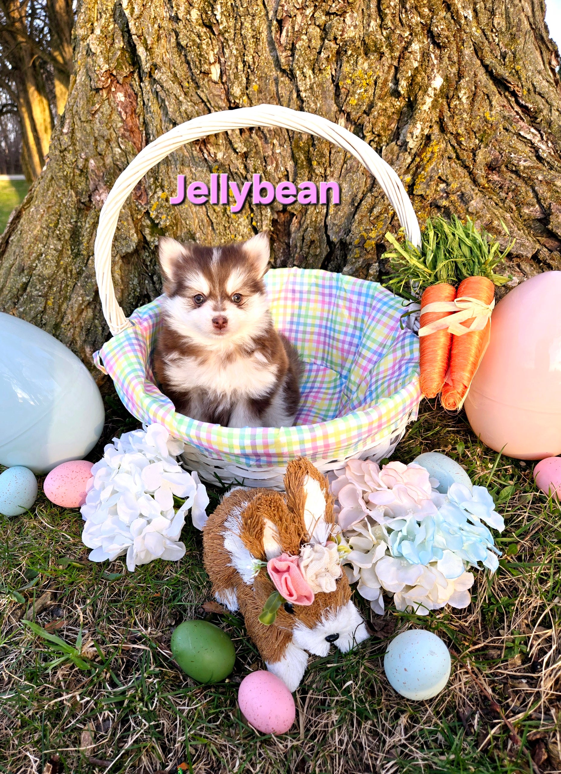 Jellybean (FEMALE)