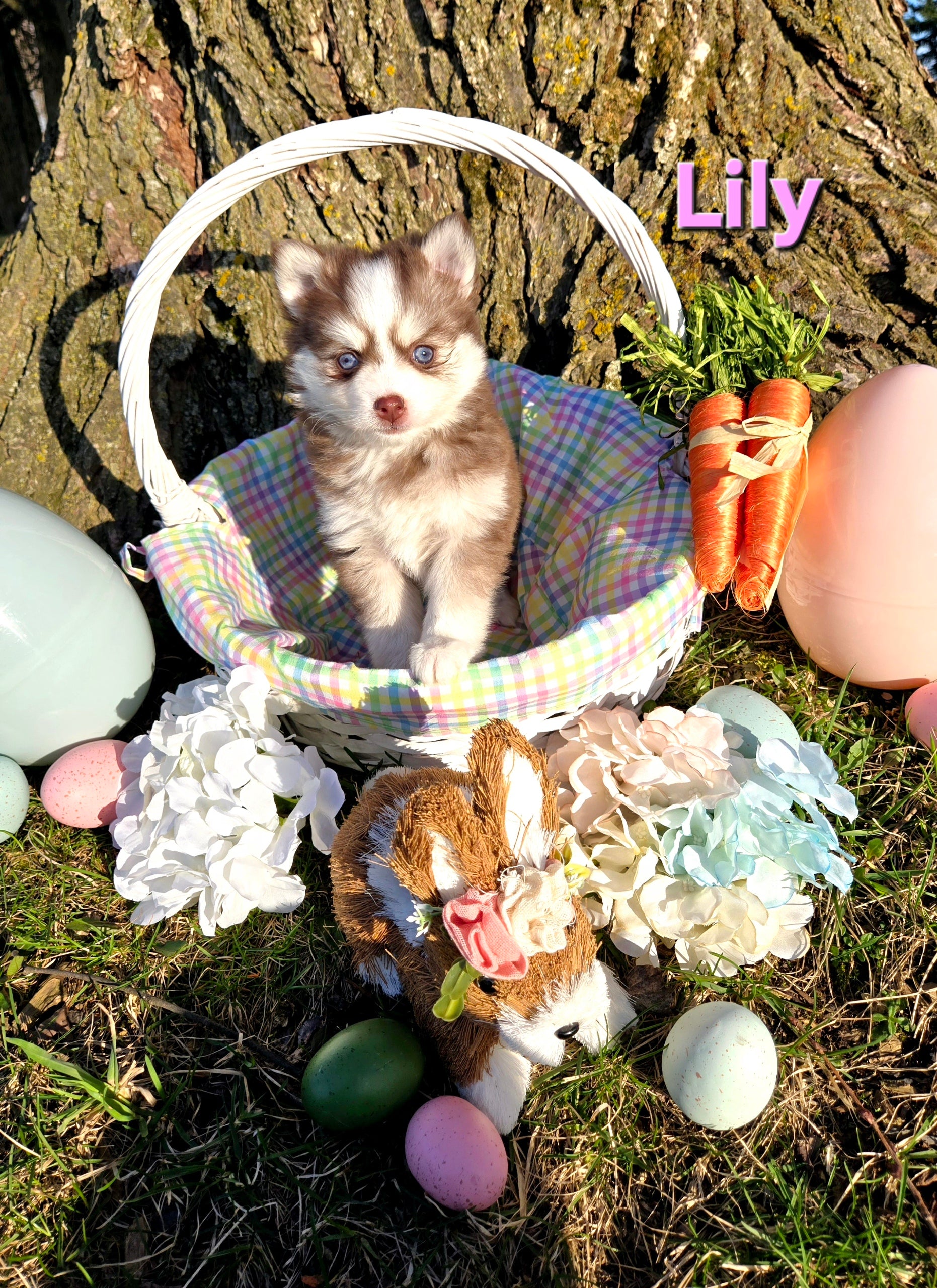 Llly (FEMALE)