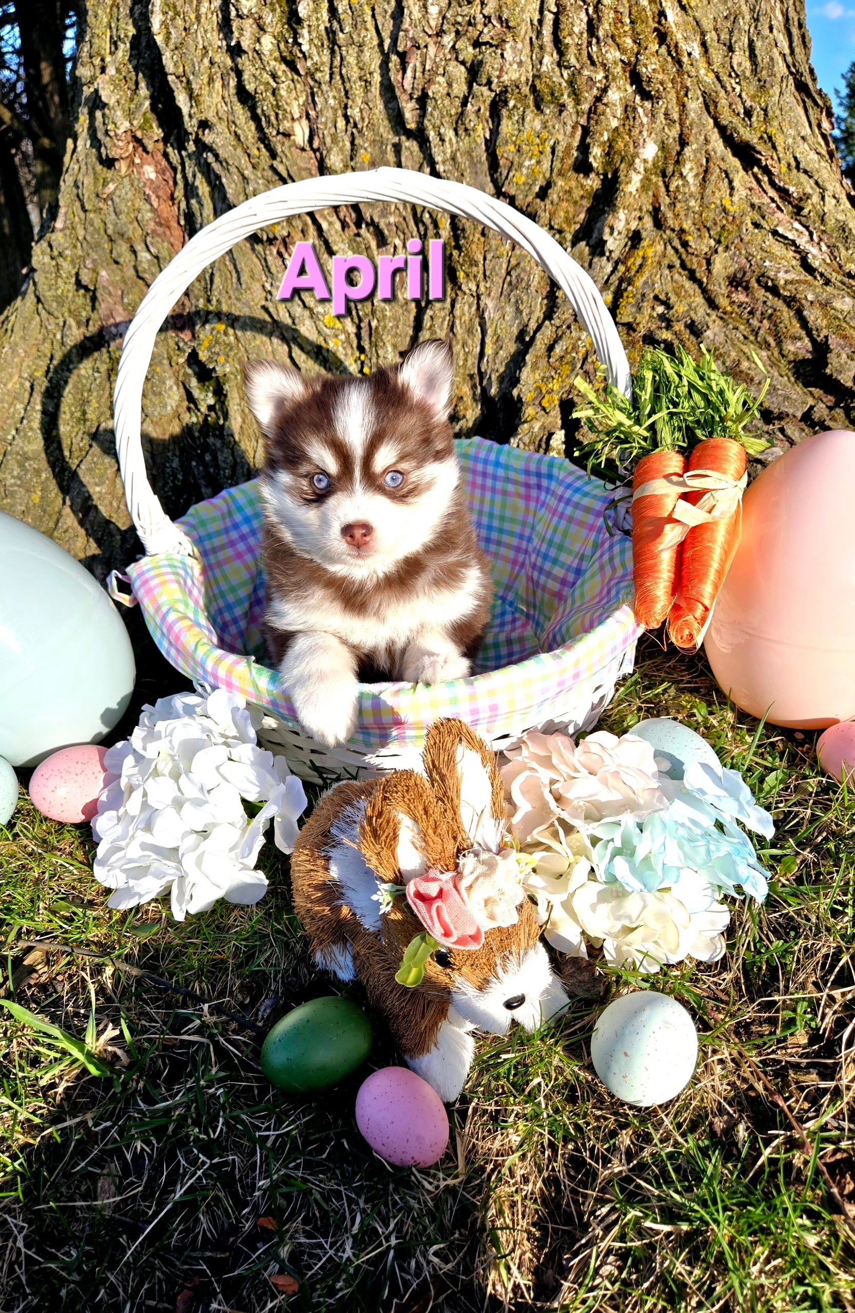 April (FEMALE)