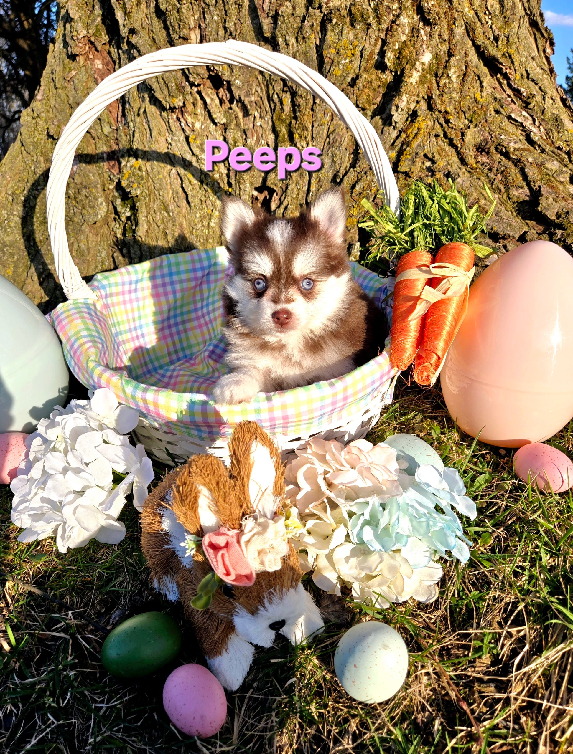 Peeps (FEMALE)