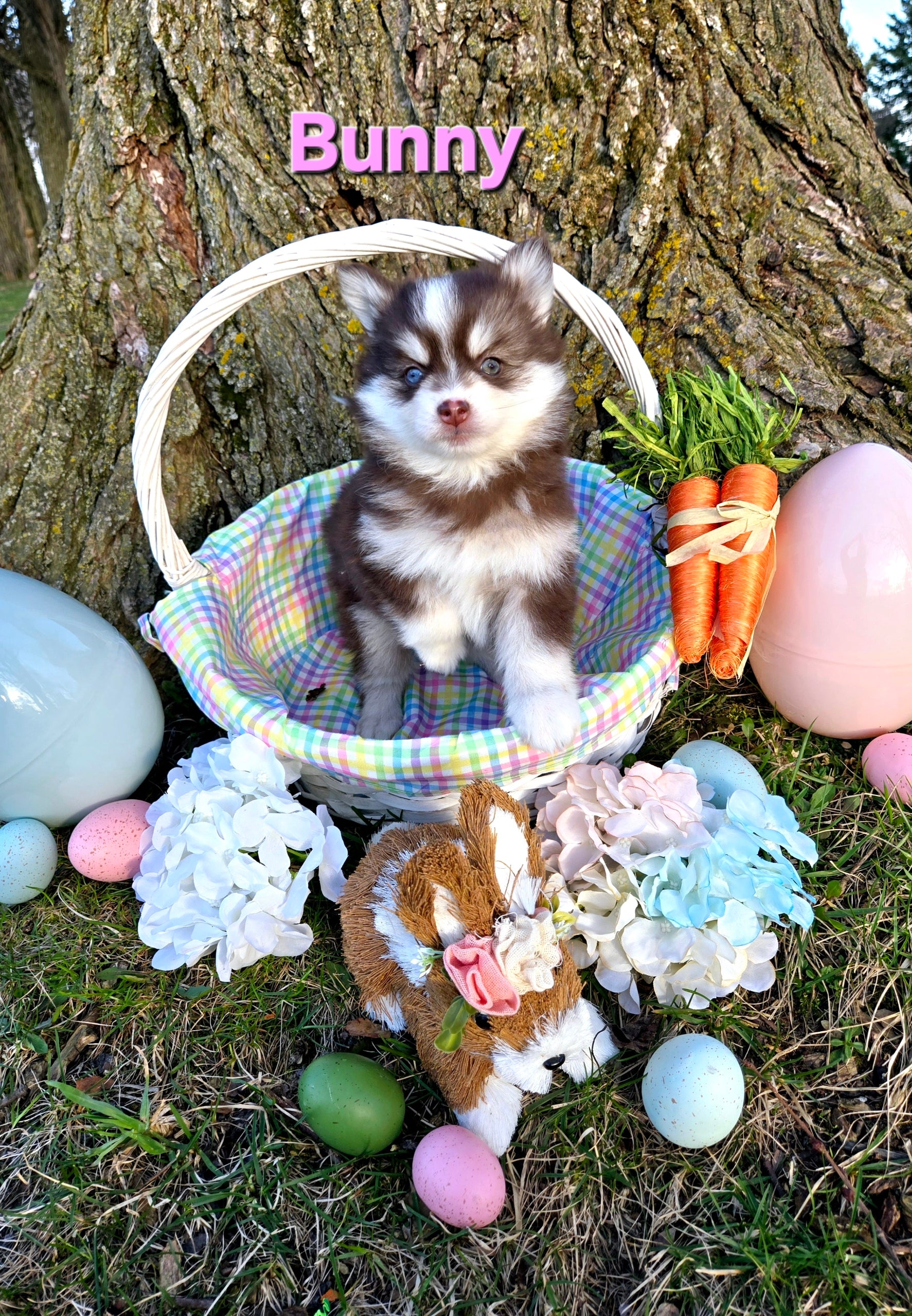 Bunny (FEMALE)