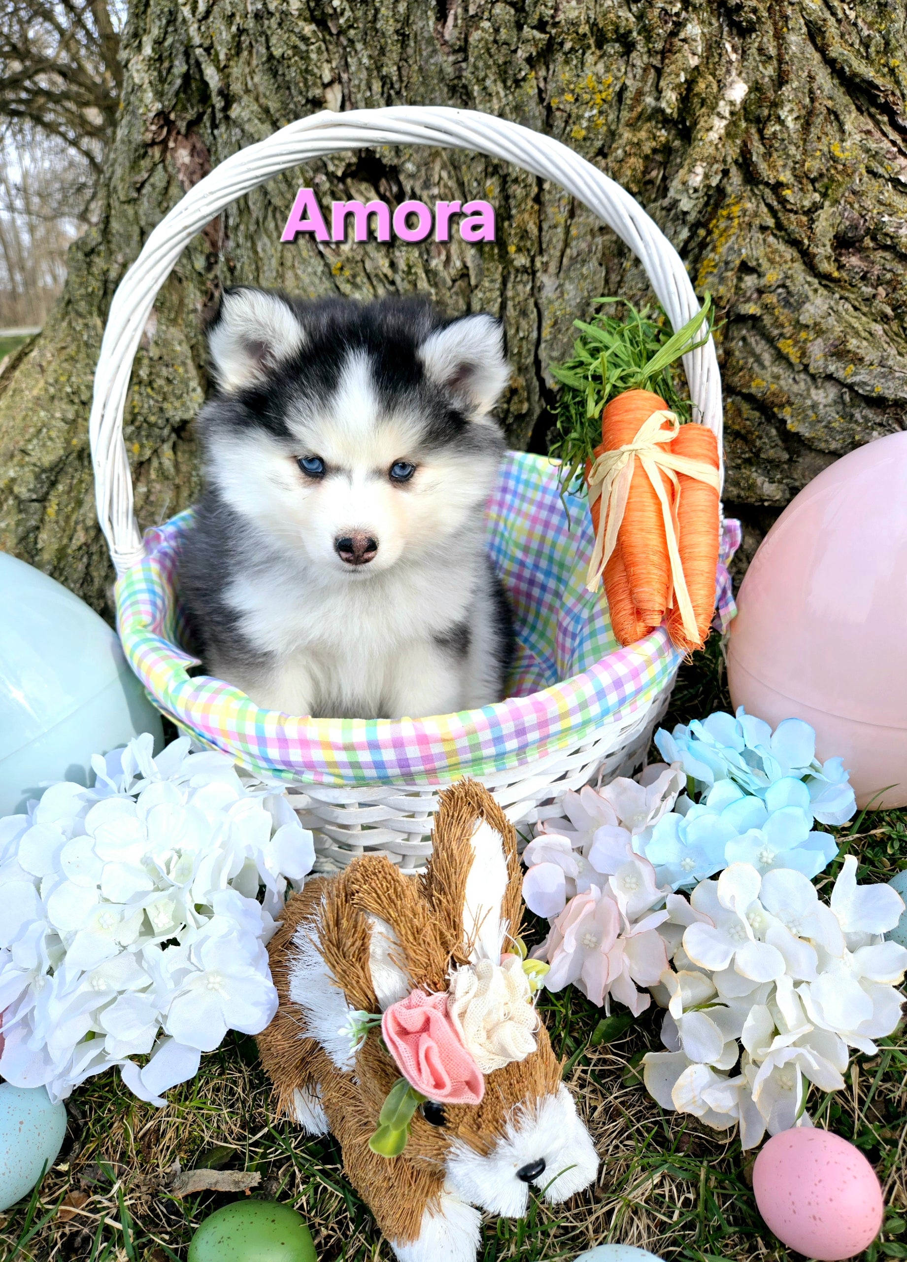 Amora (FEMALE)