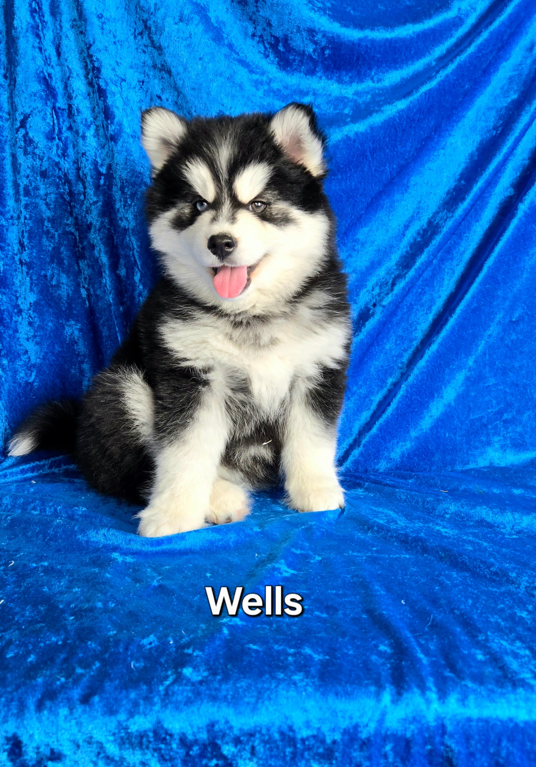 Wells (MALE)