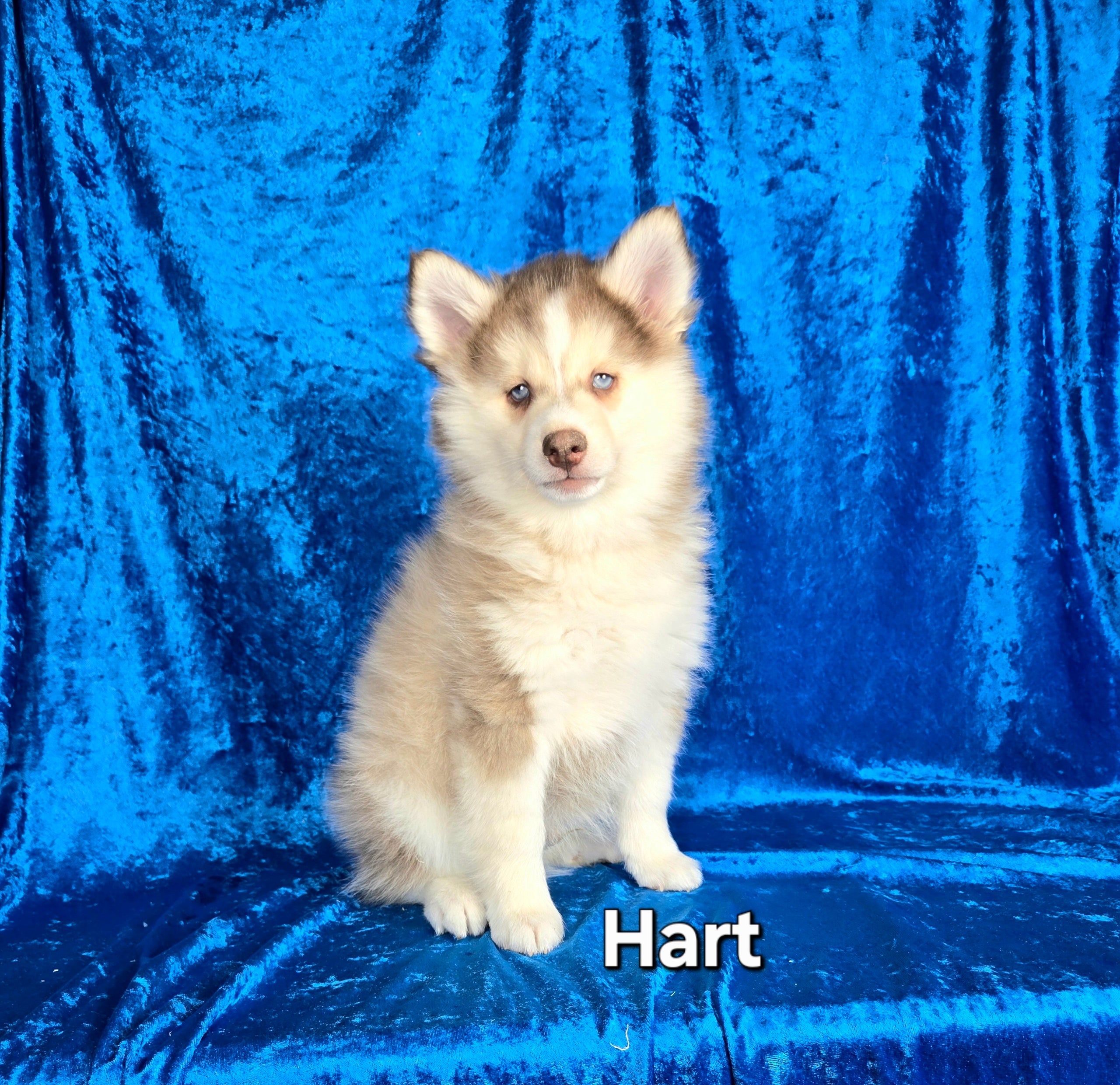 Hart (MALE)