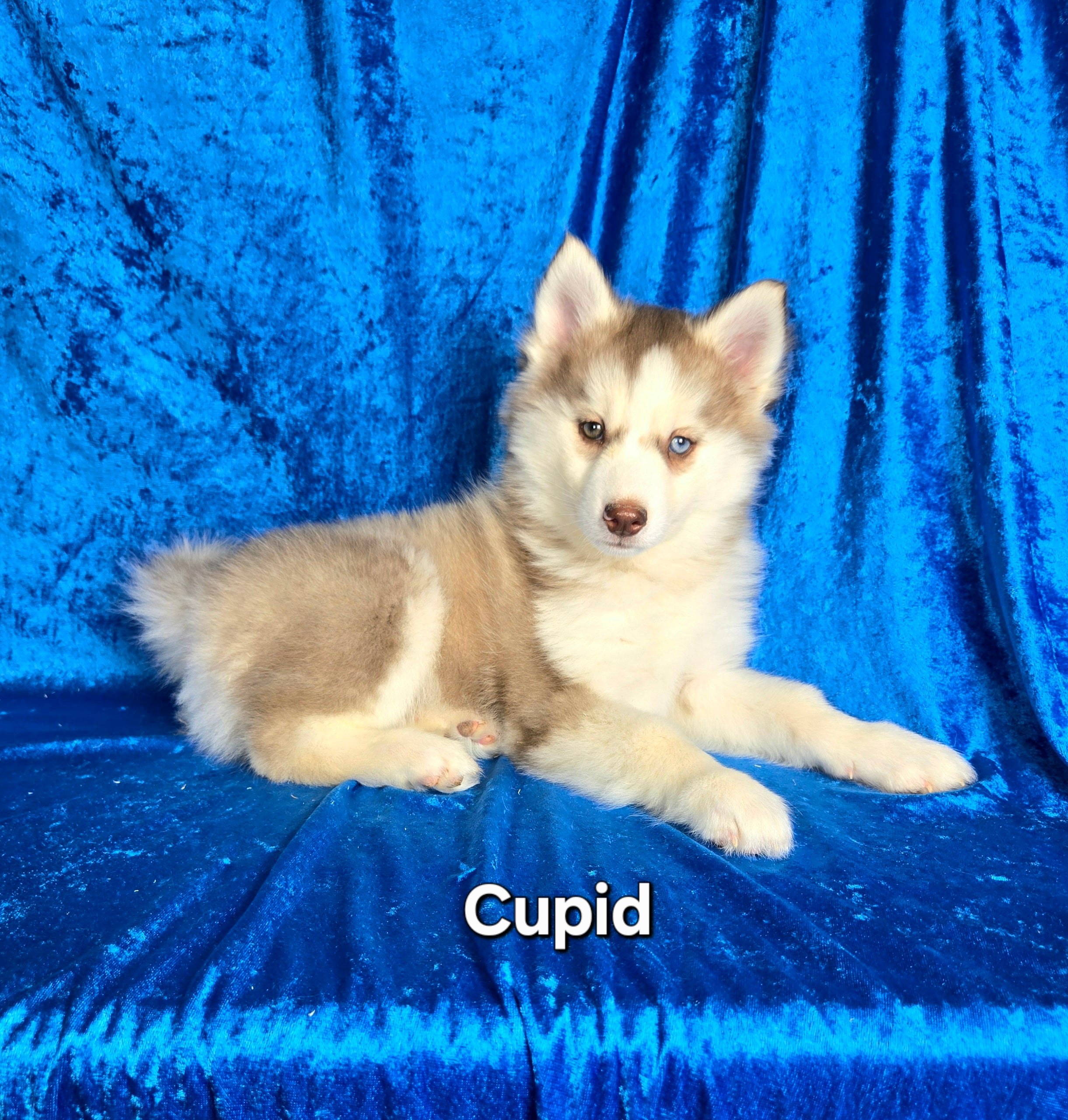Cupid (MALE)
