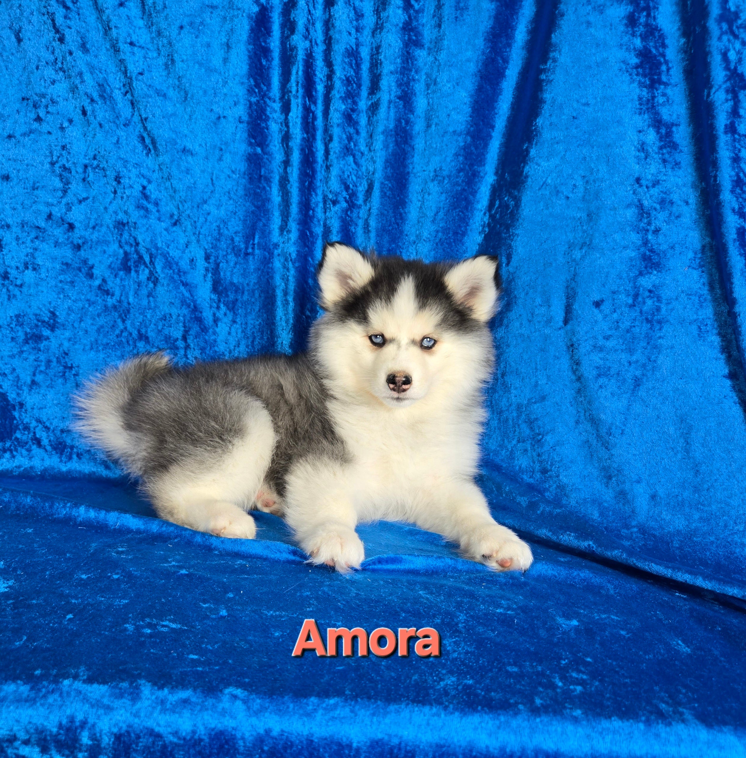 Amora (FEMALE)
