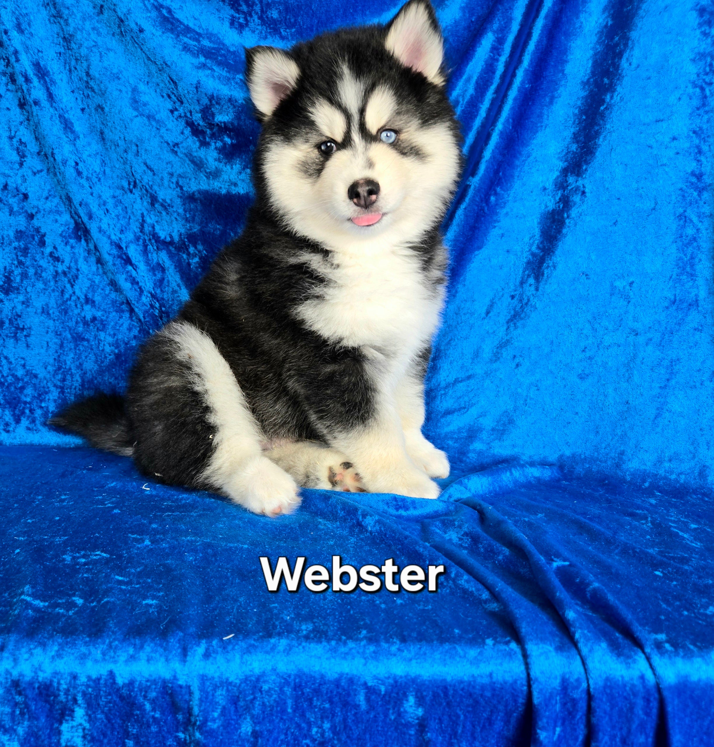 Webster (MALE)