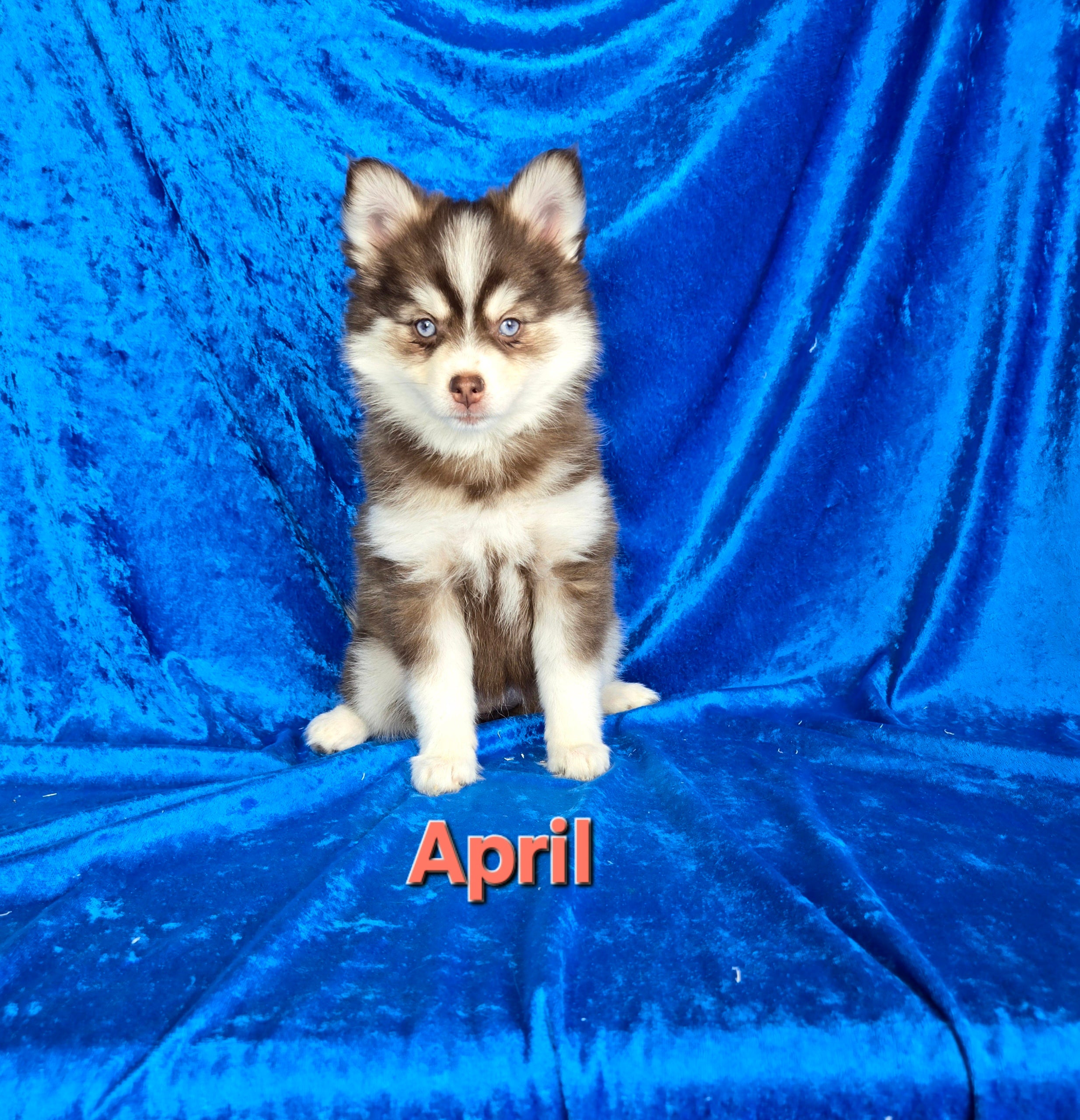 April (FEMALE)