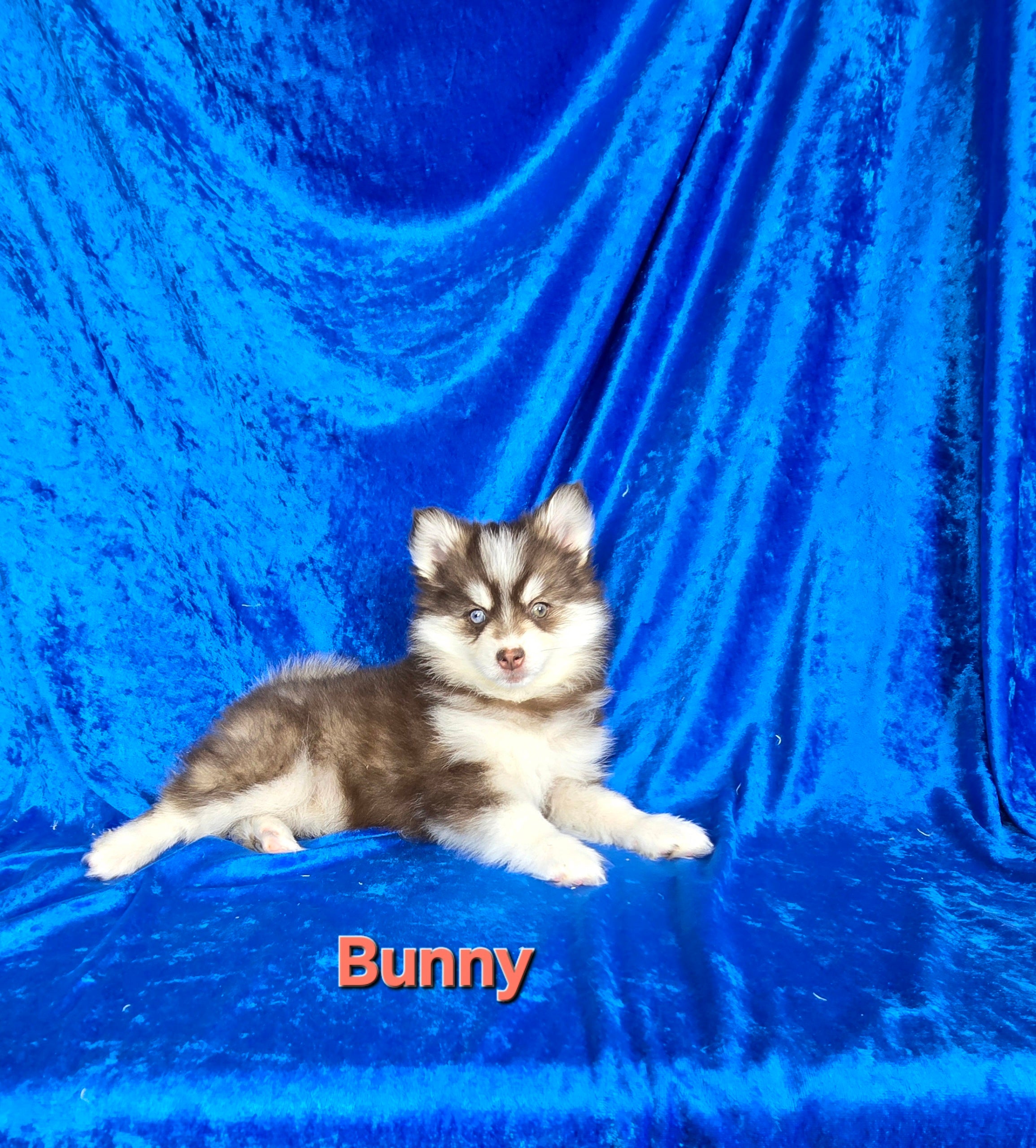 Bunny (FEMALE)