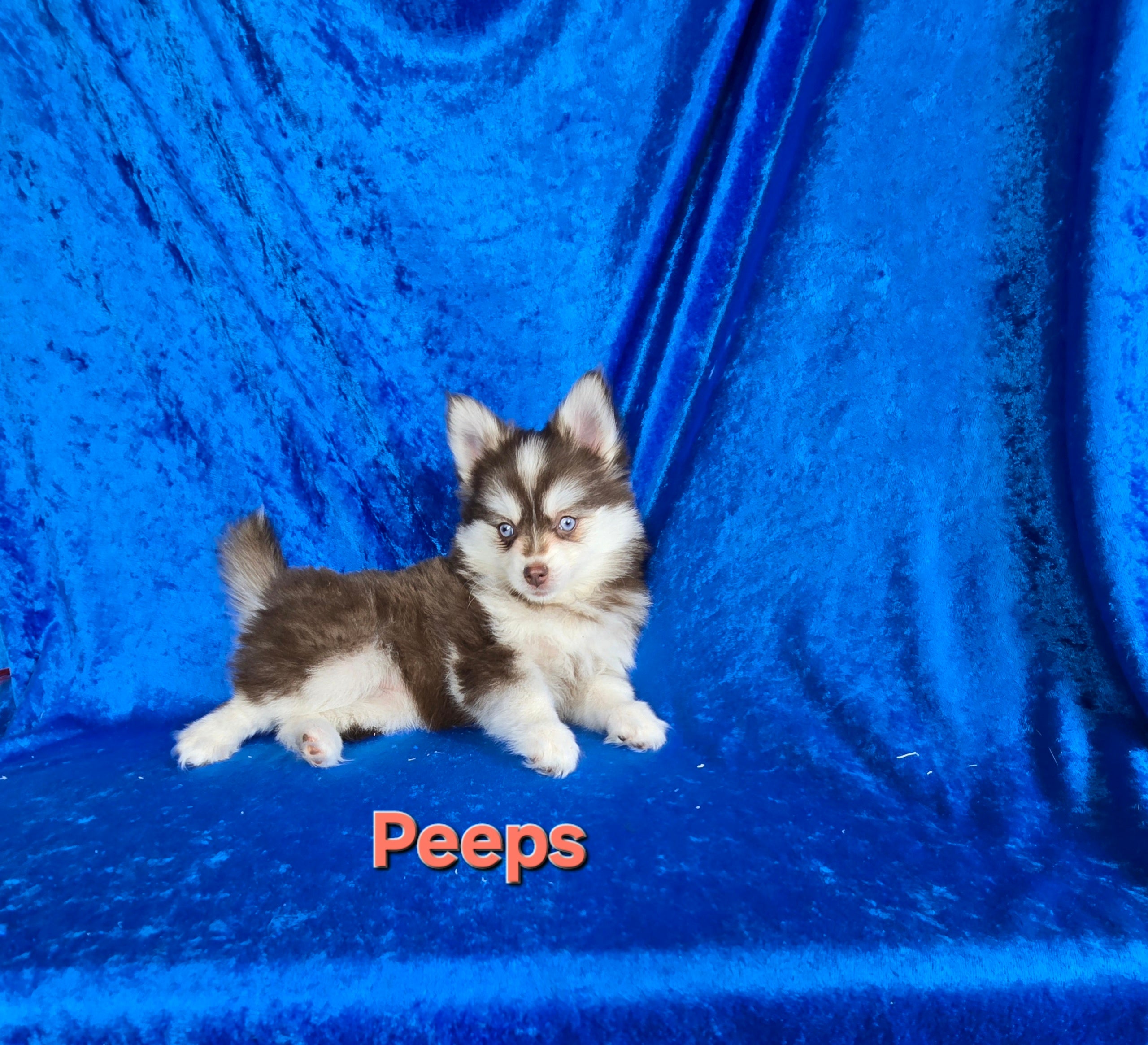 Peeps (FEMALE)