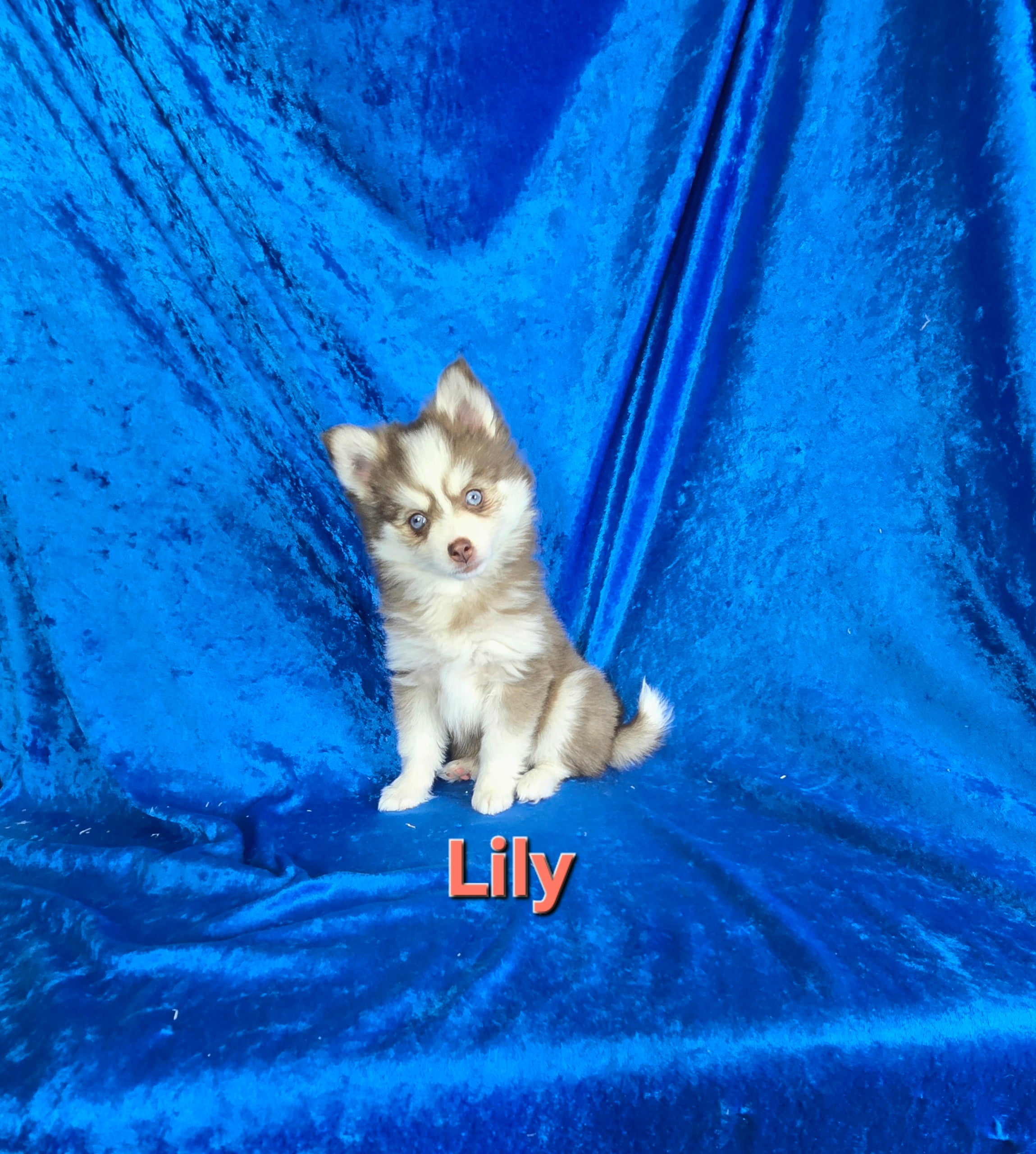 Llly (FEMALE)
