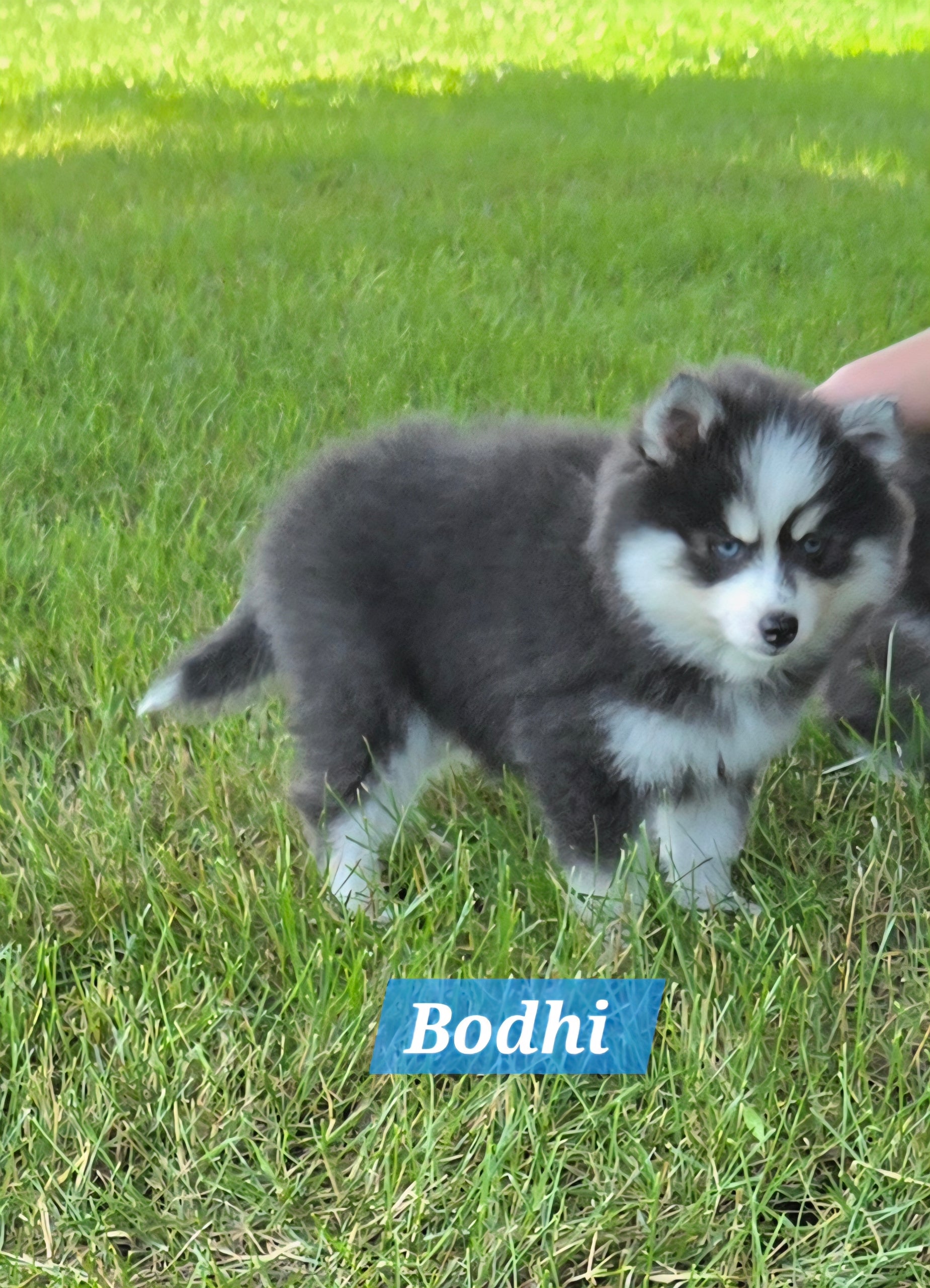 Bodhi (MALE) RARE BLUE