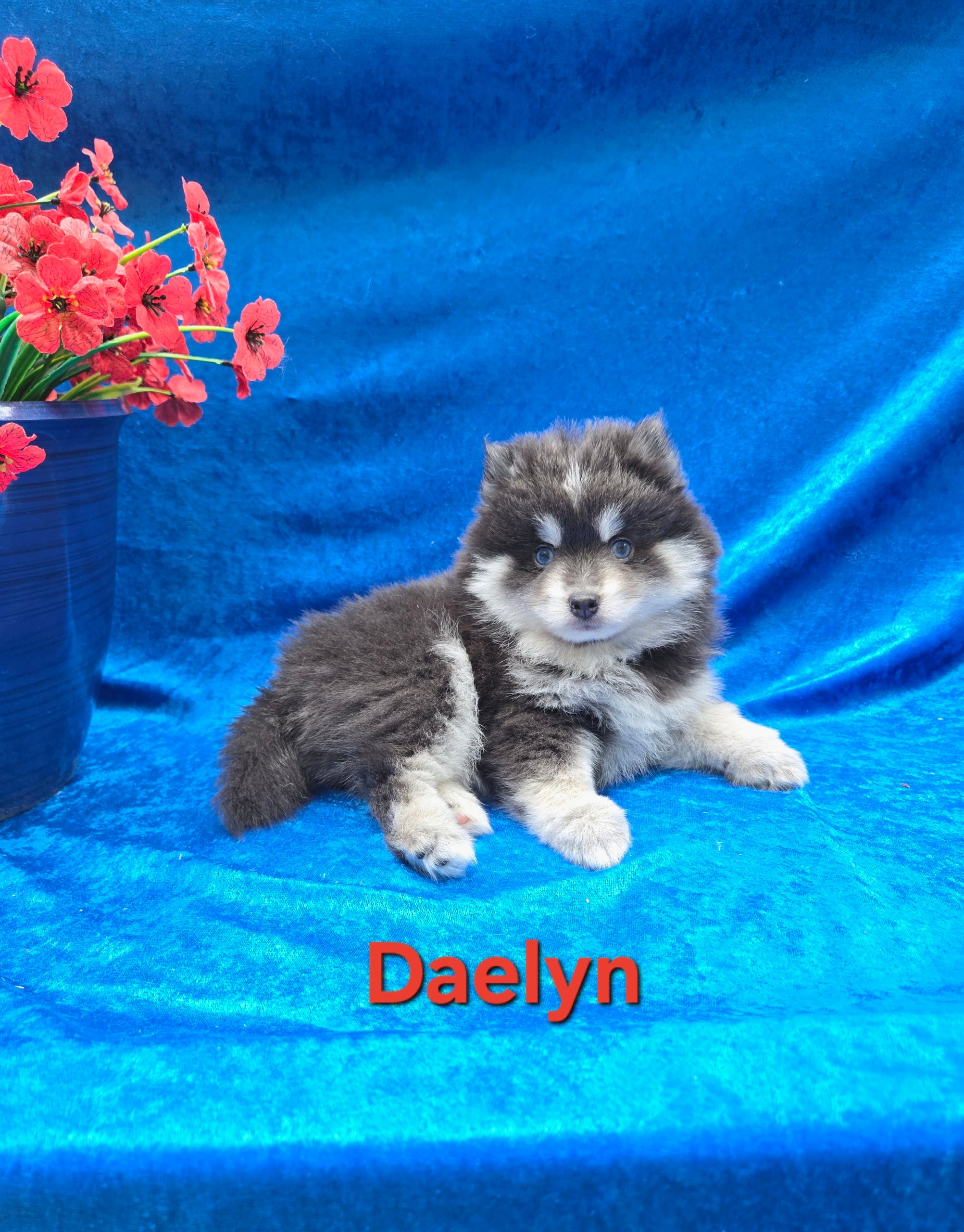 Daelyn (FEMALE) RARE BLUE