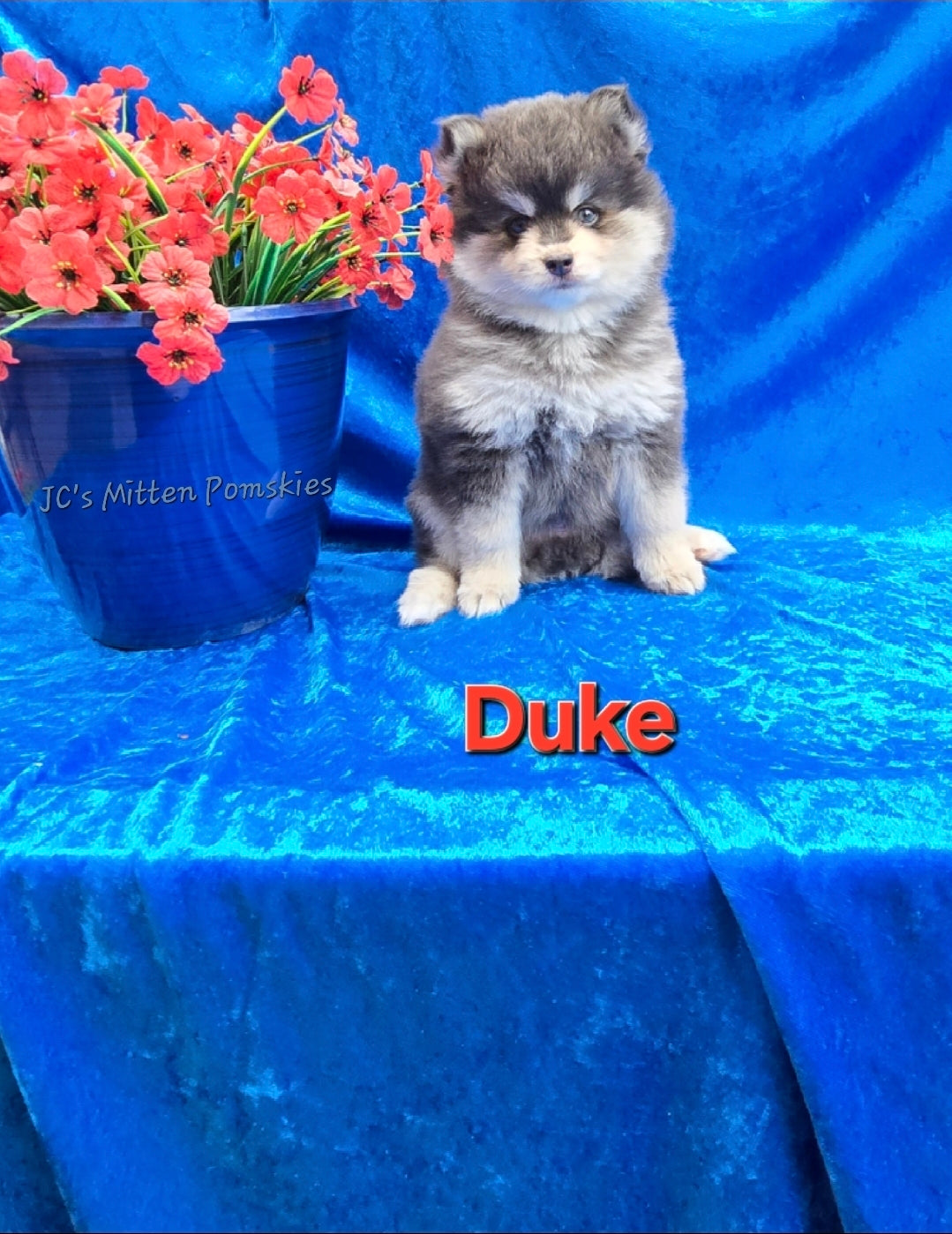 Duke (MALE) RARE BLUE