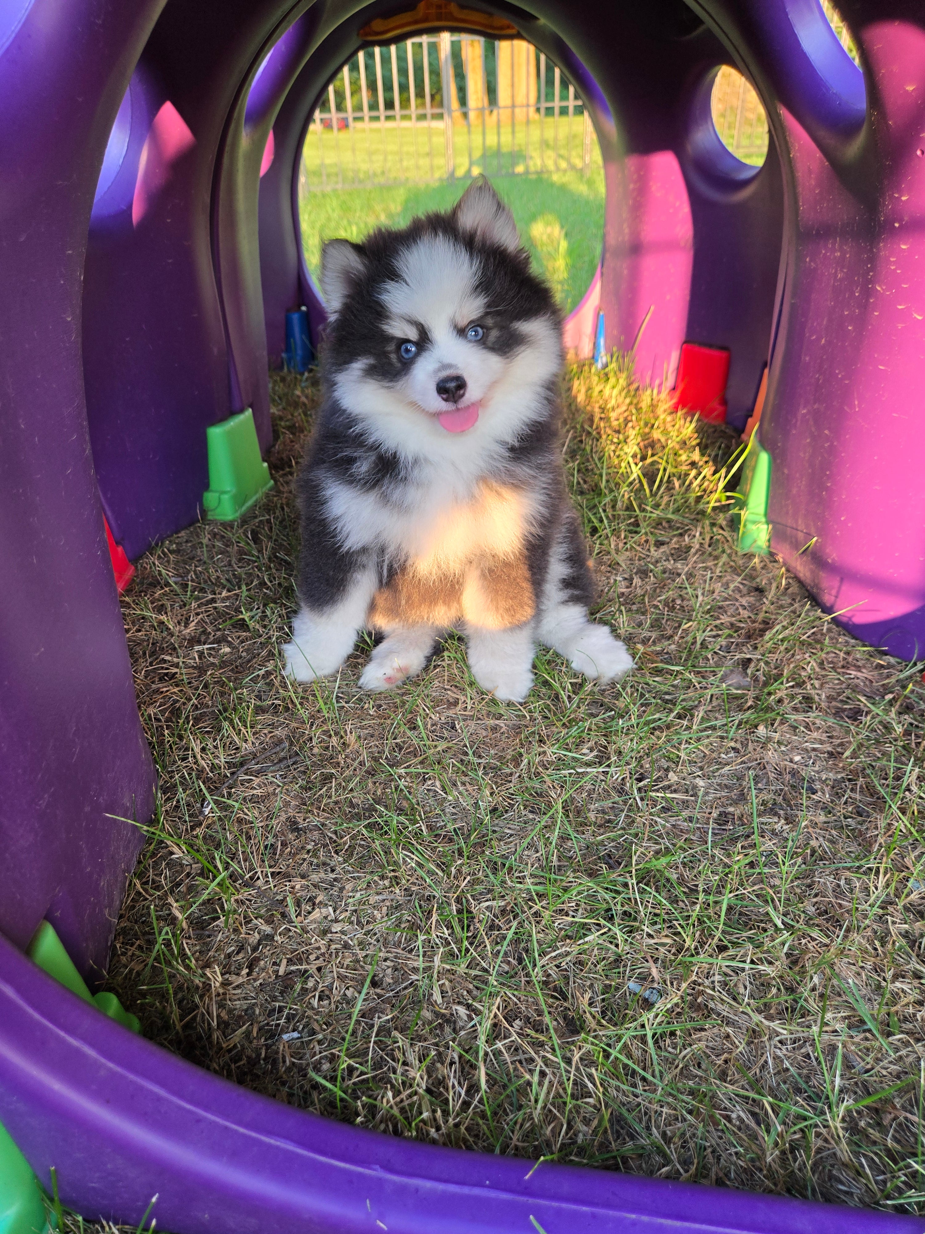 Arnav (MALE) RARE BLUE Mini