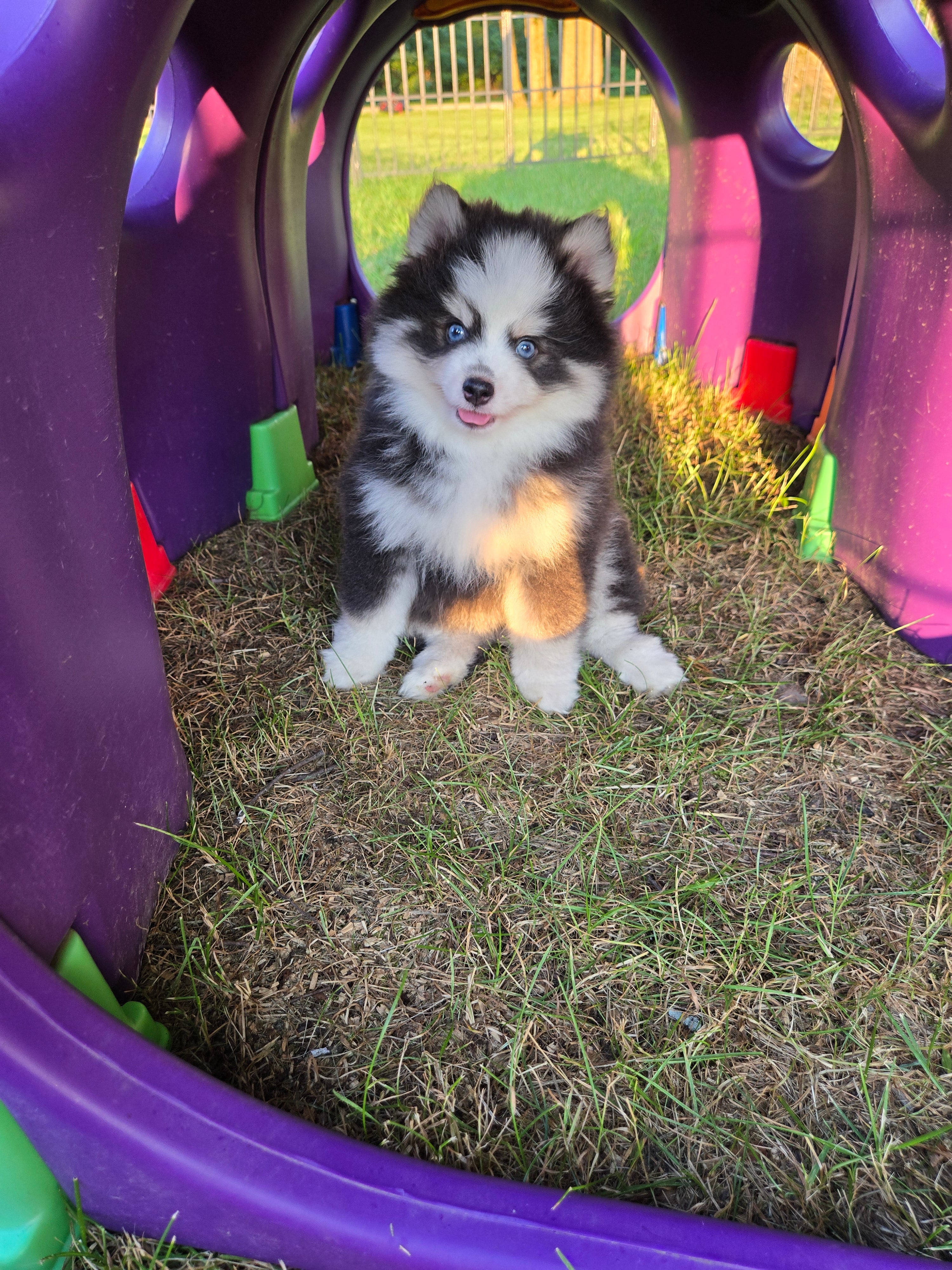 Arnav (MALE) RARE BLUE Mini