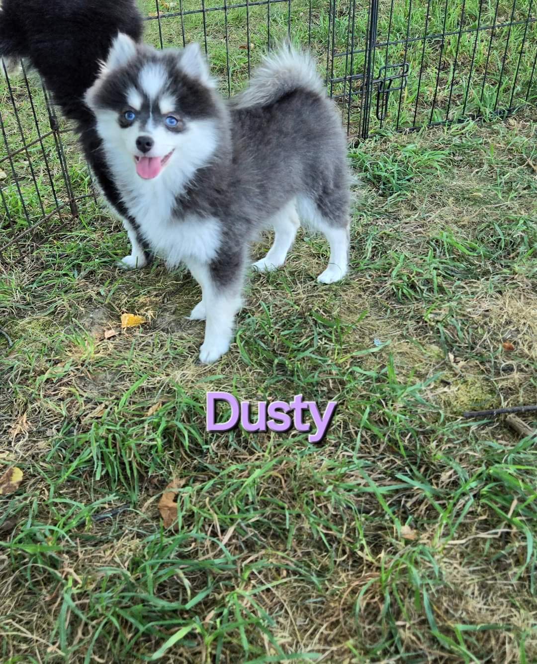 Dusty (FEMALE) Rare Blue Micro