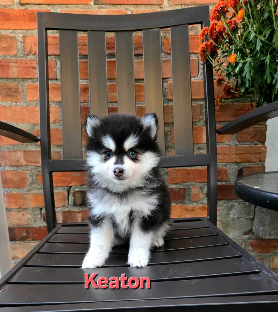 Keaton (FEMALE)