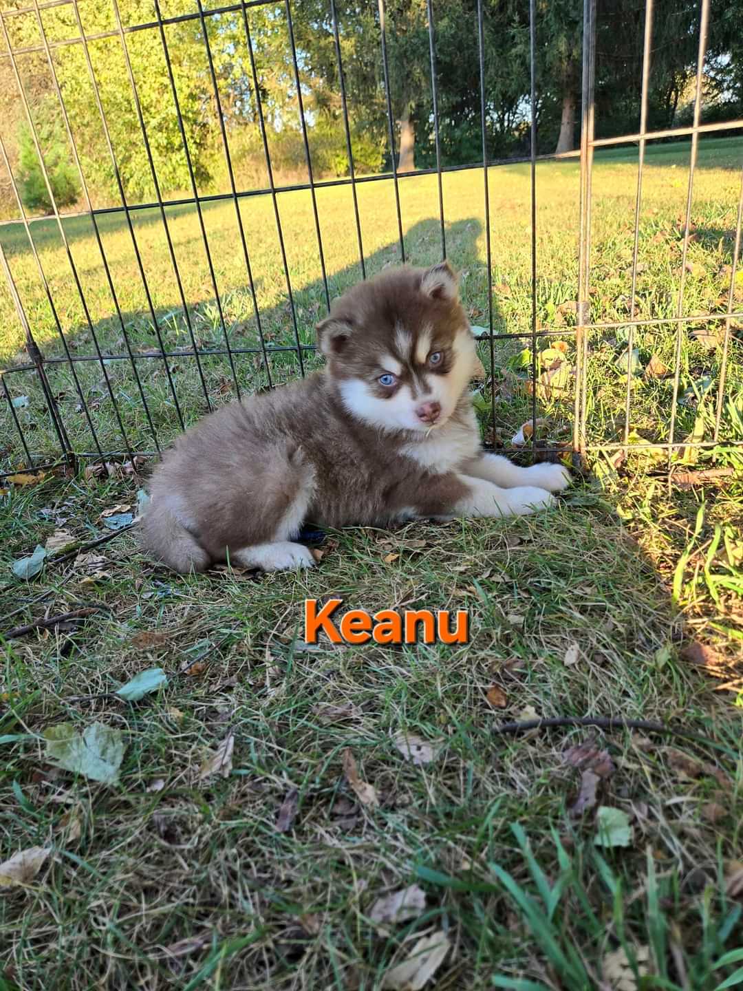 Keanu (MALE)