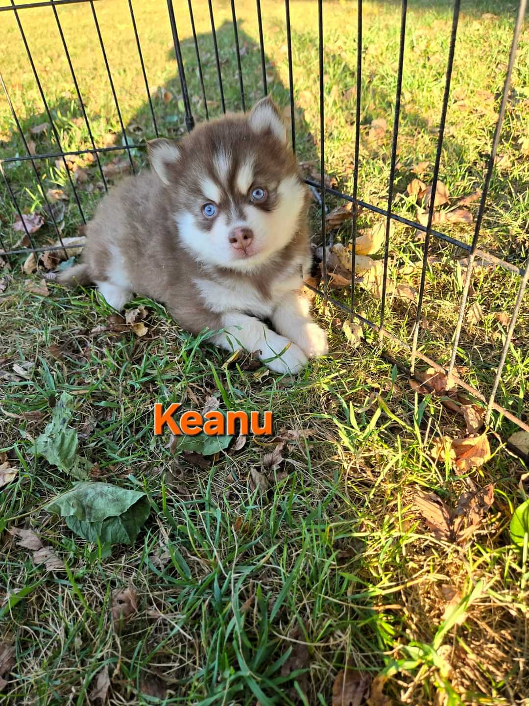 Keanu (MALE)