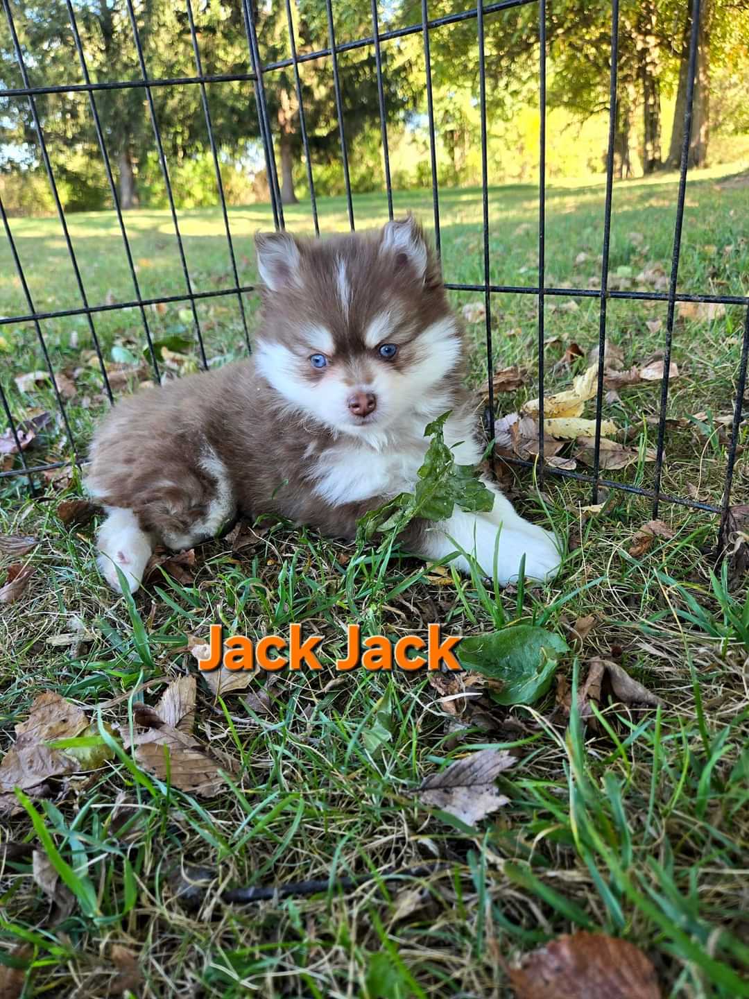 Jack Jack (MALE)