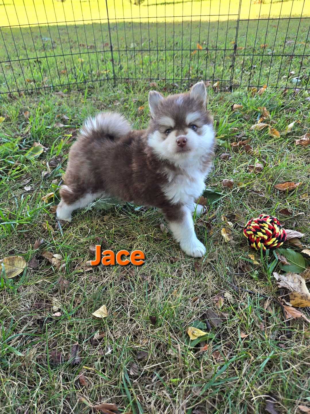 Jace (MALE)