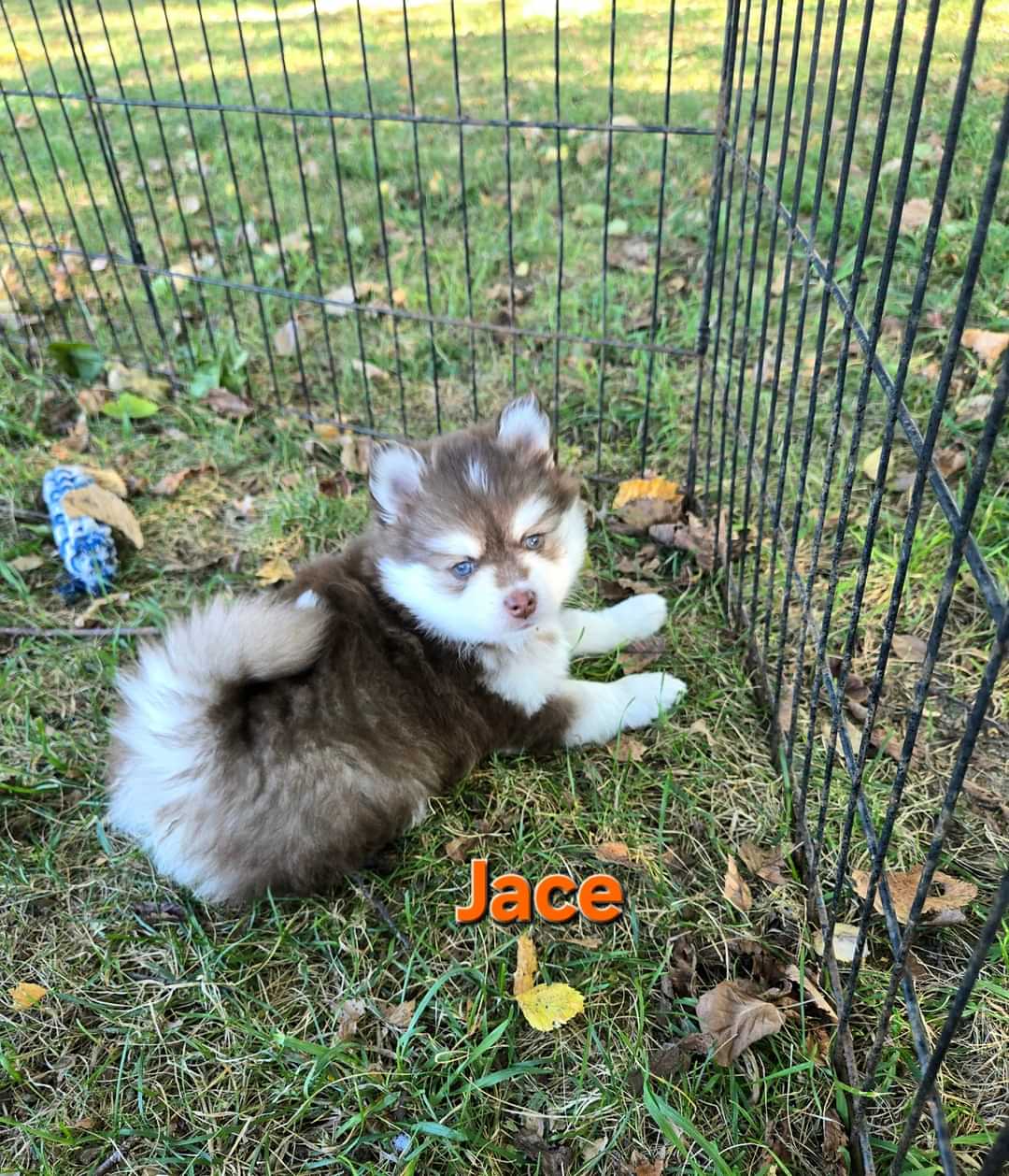 Jace (MALE)