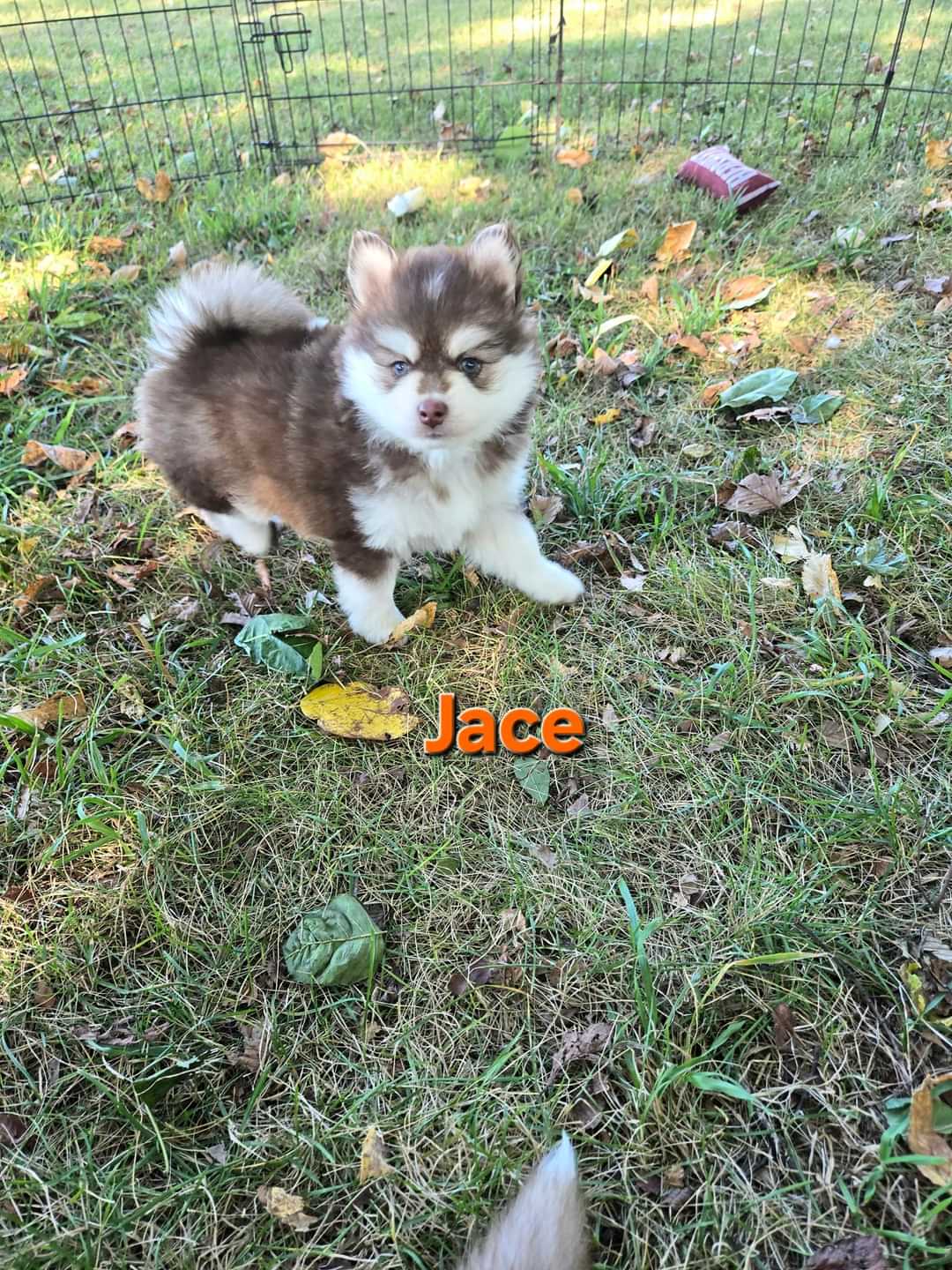 Jace (MALE)