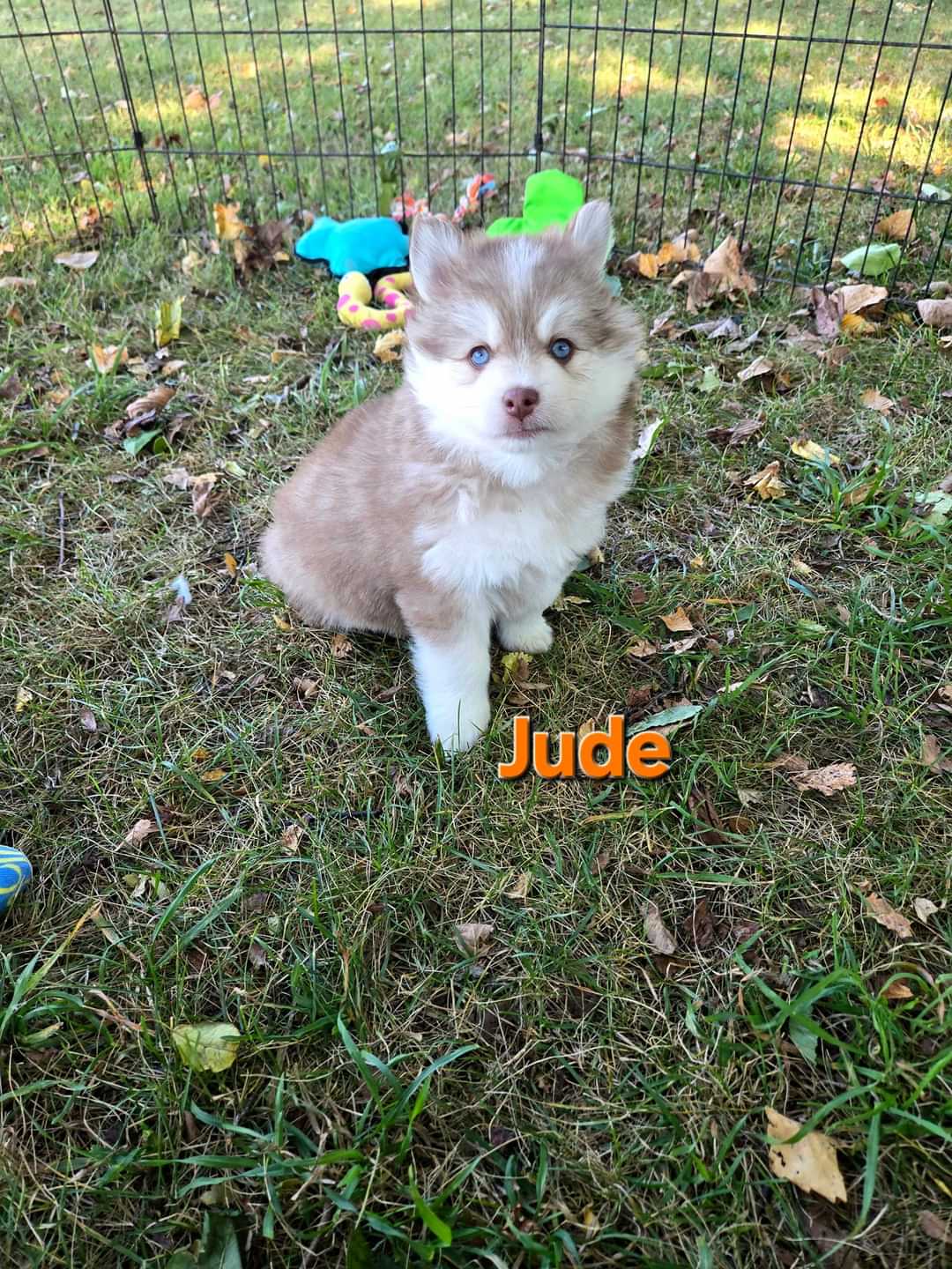 Jude (MALE)