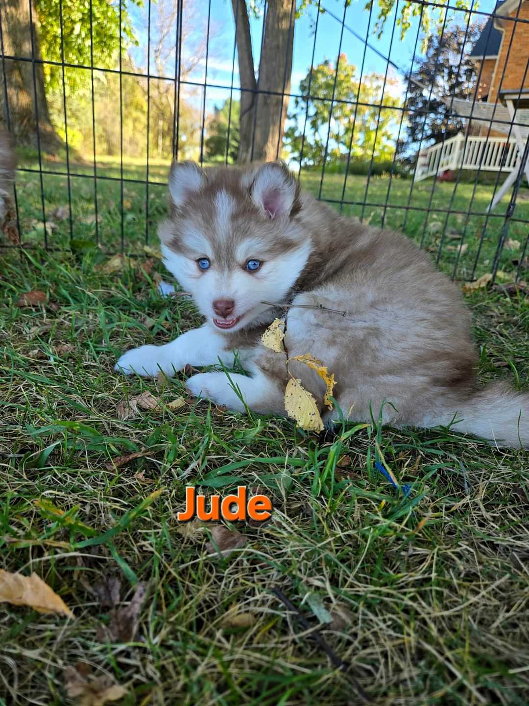 Jude (MALE)