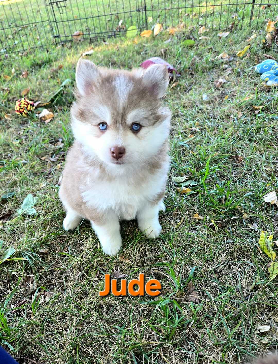 Jude (MALE)