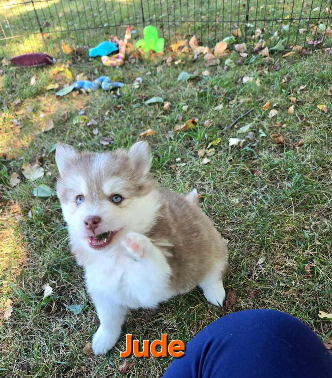 Jude (MALE)