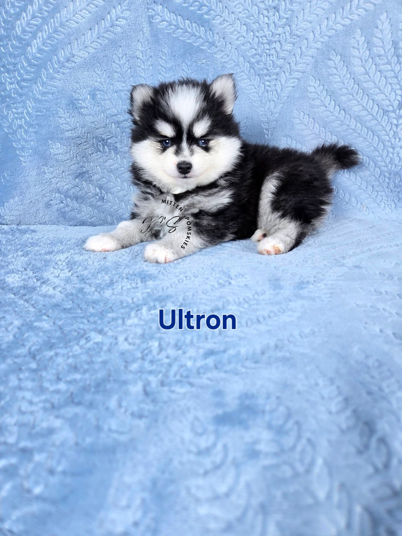 Ultron (MALE) Micro/Mini
