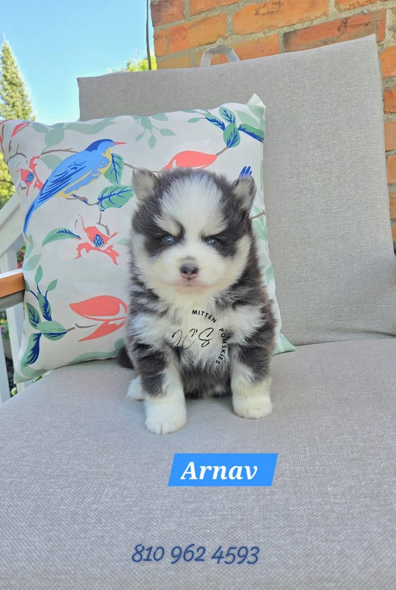 Arnav (MALE) RARE BLUE Mini