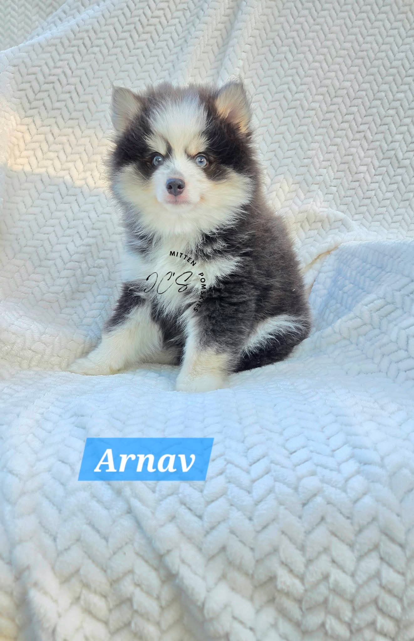 Arnav (MALE) RARE BLUE Mini