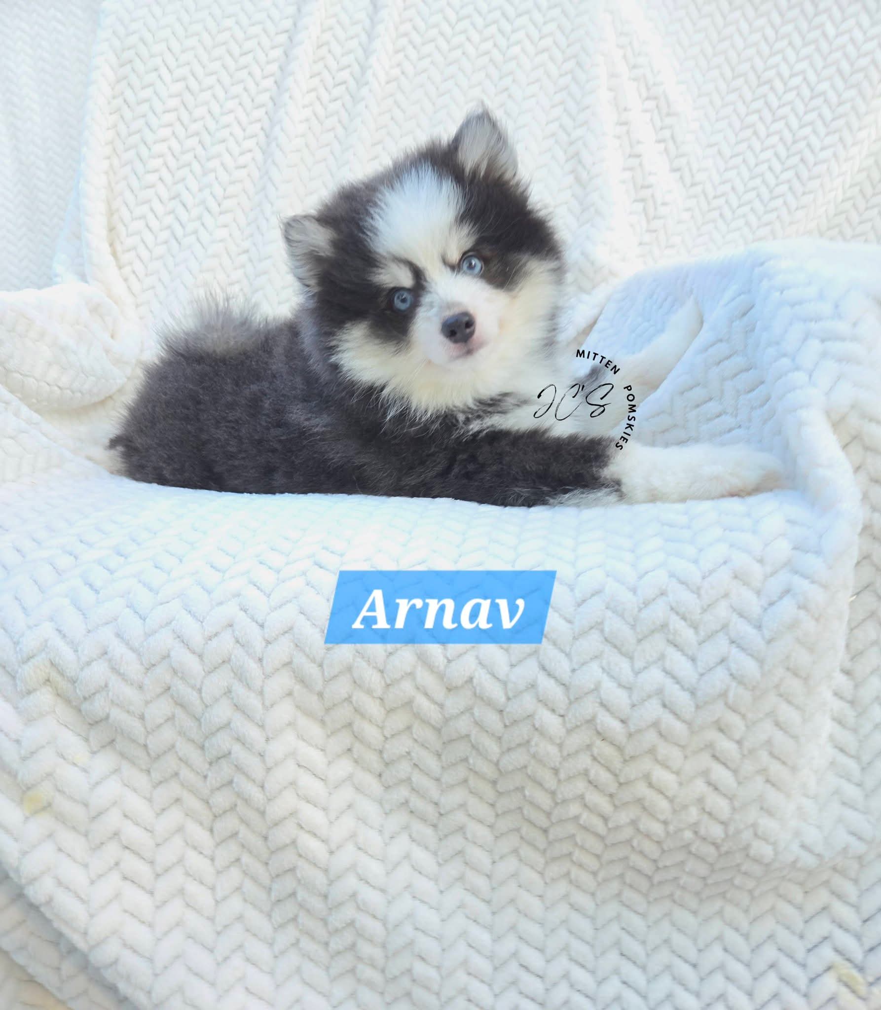 Arnav (MALE) RARE BLUE Mini