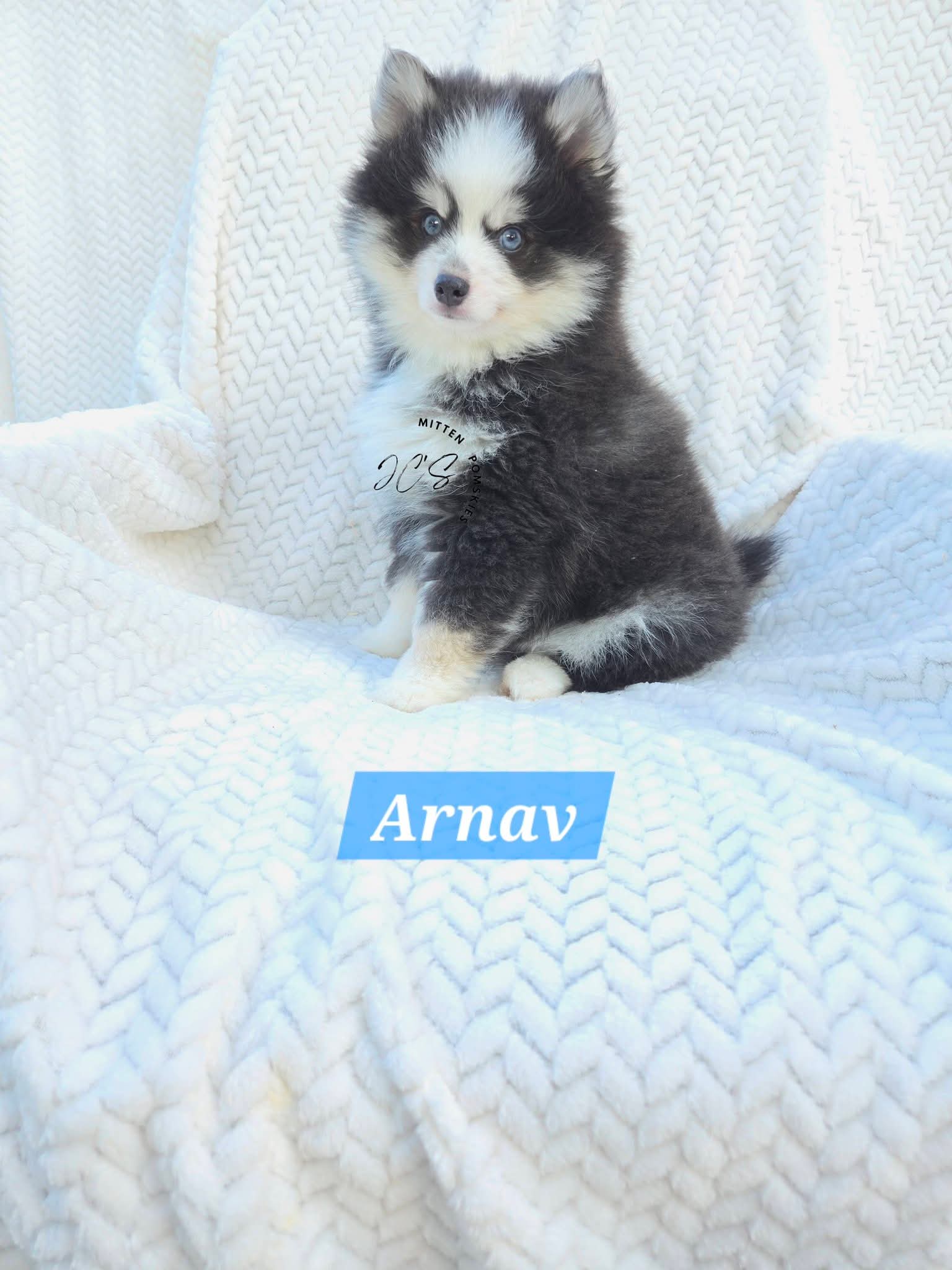 Arnav (MALE) RARE BLUE Mini