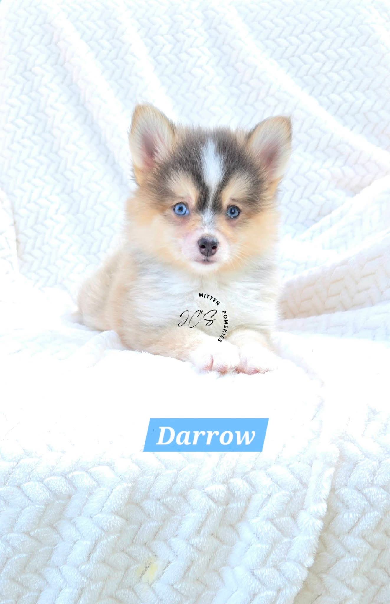 Darrow (MALE) RARE BLUE Micro