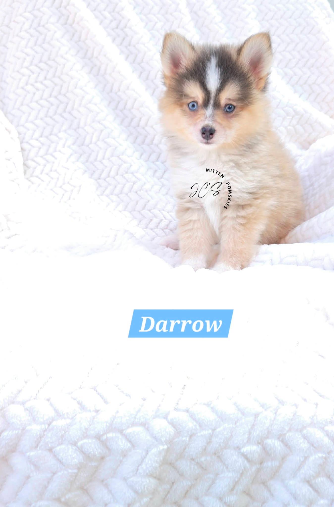 Darrow (MALE) RARE BLUE Micro