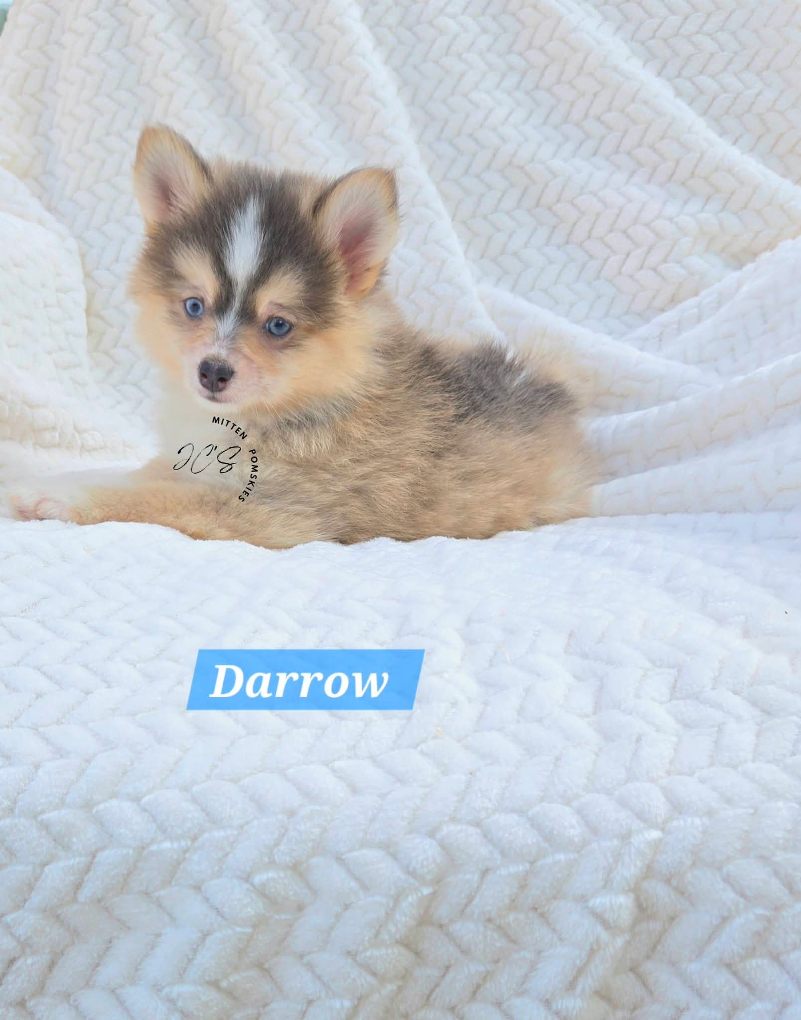 Darrow (MALE) RARE BLUE Micro