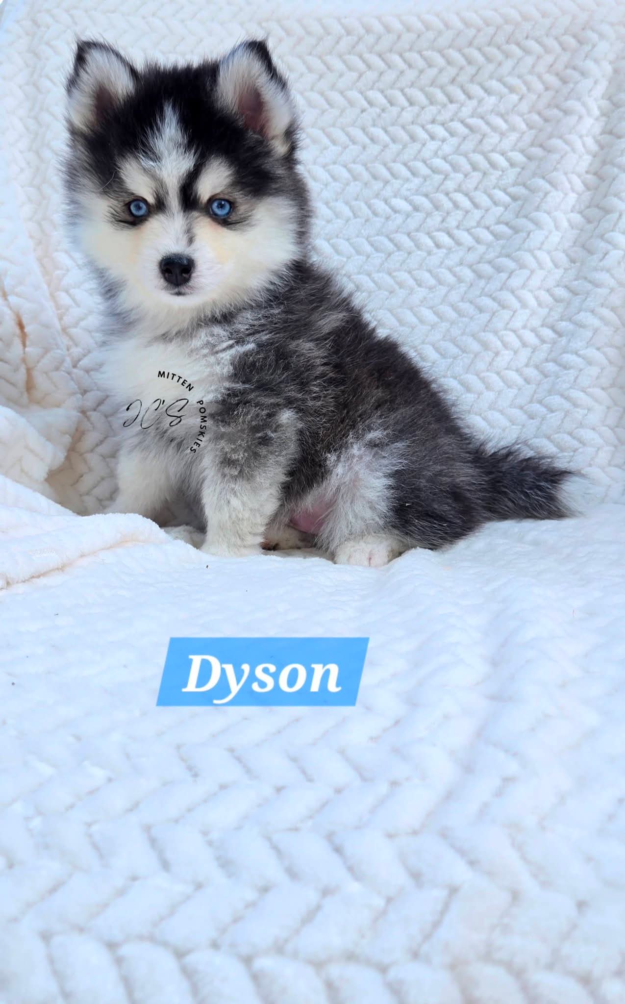 Dyson (MALE) Micro