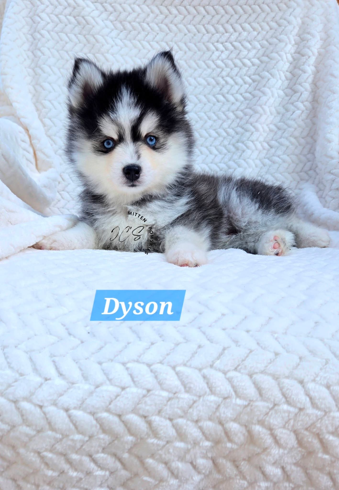 Dyson (MALE) Micro