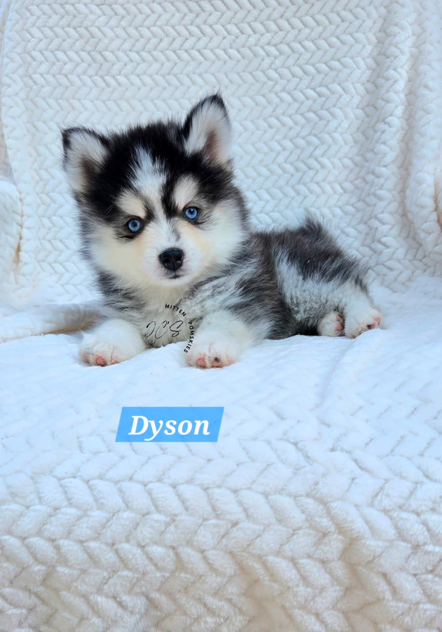 Dyson (MALE) Micro