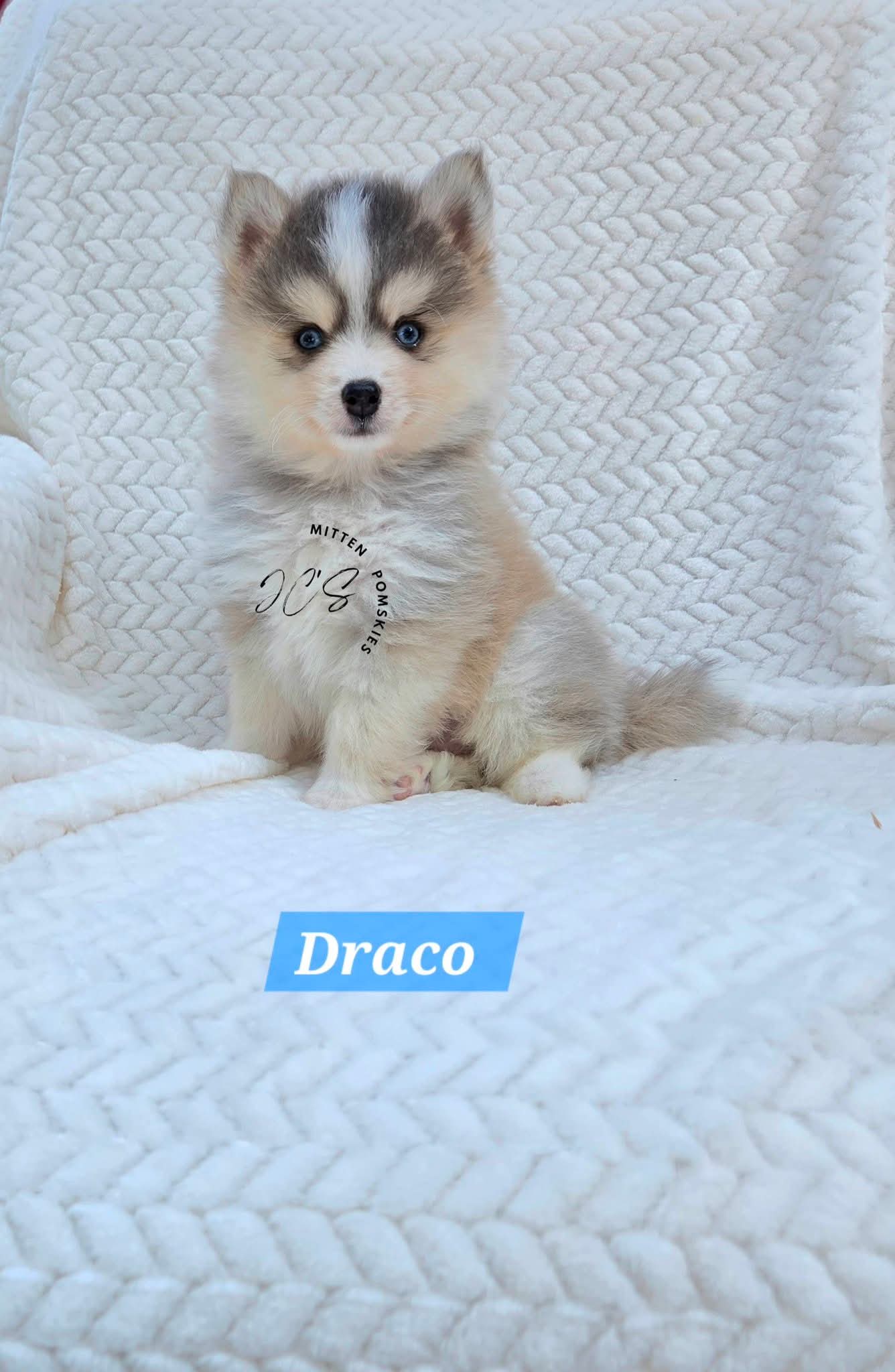 Draco (MALE) RARE BLUE Micro