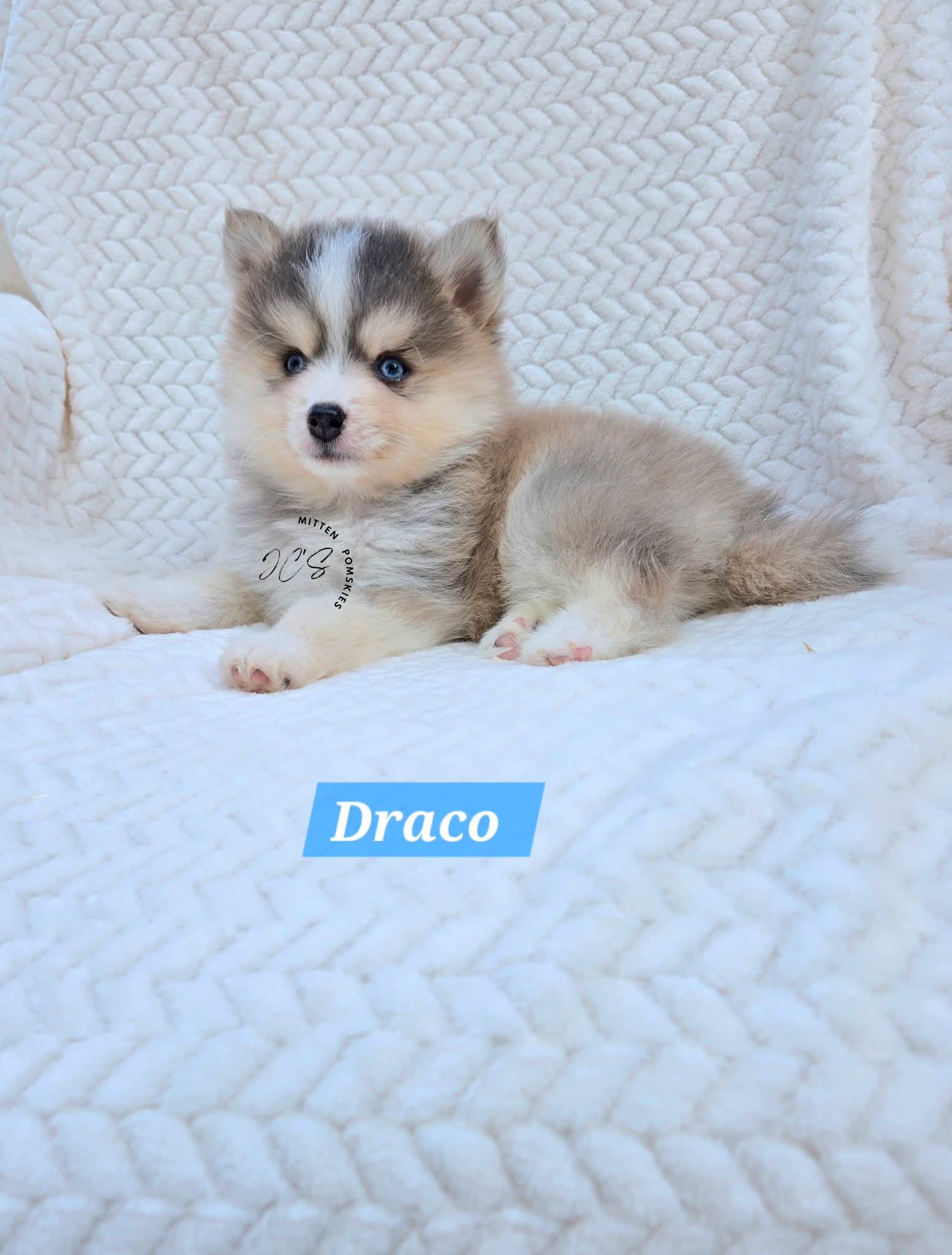 Draco (MALE) RARE BLUE Micro