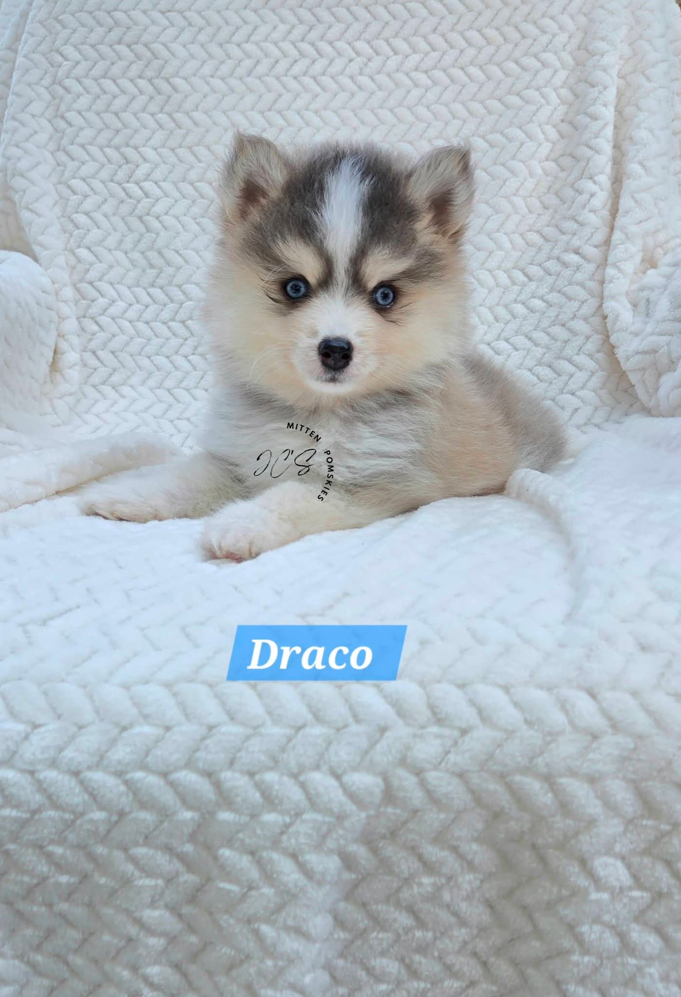 Draco (MALE) RARE BLUE Micro