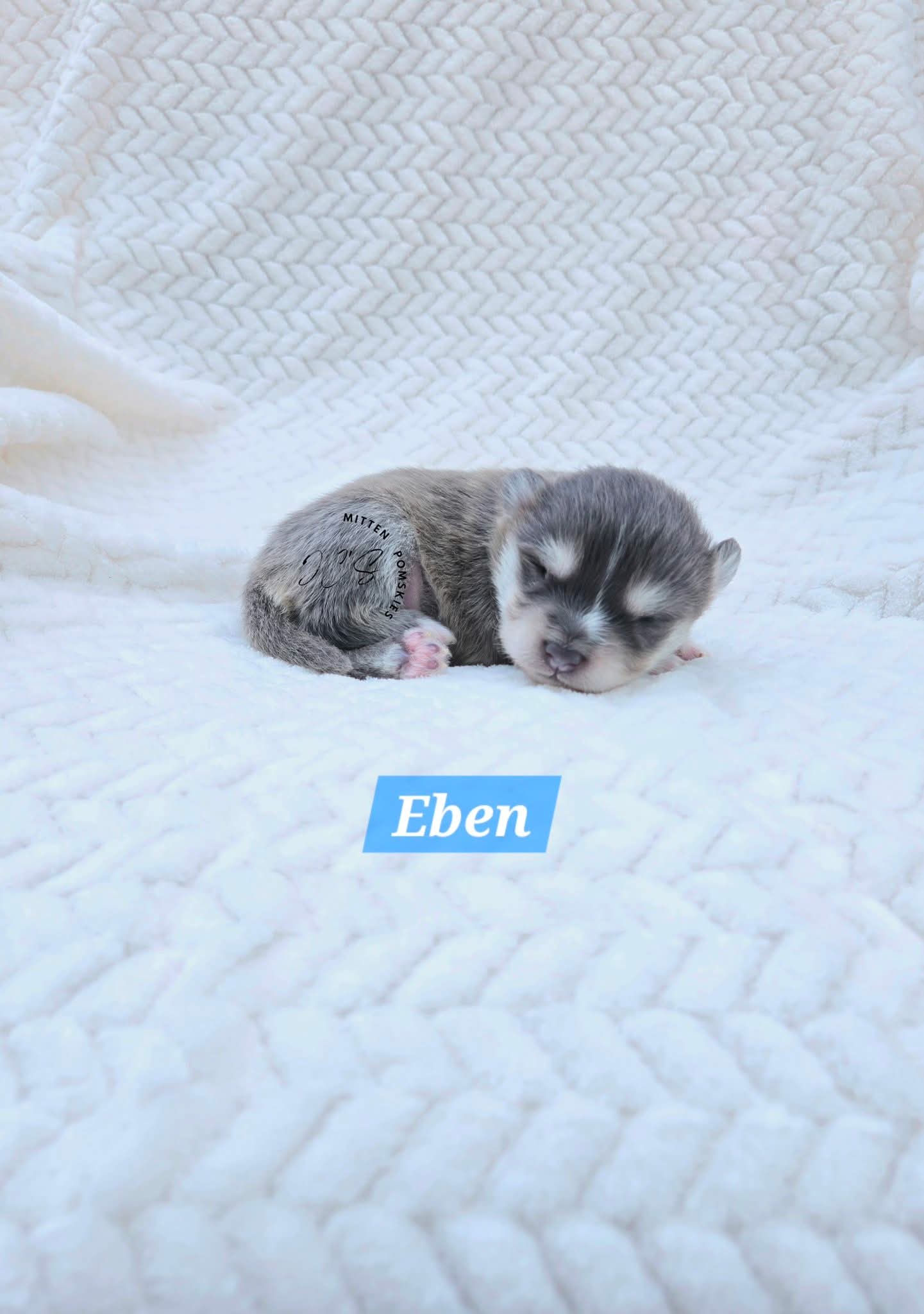 Eben (MALE) Micro Rare Blue