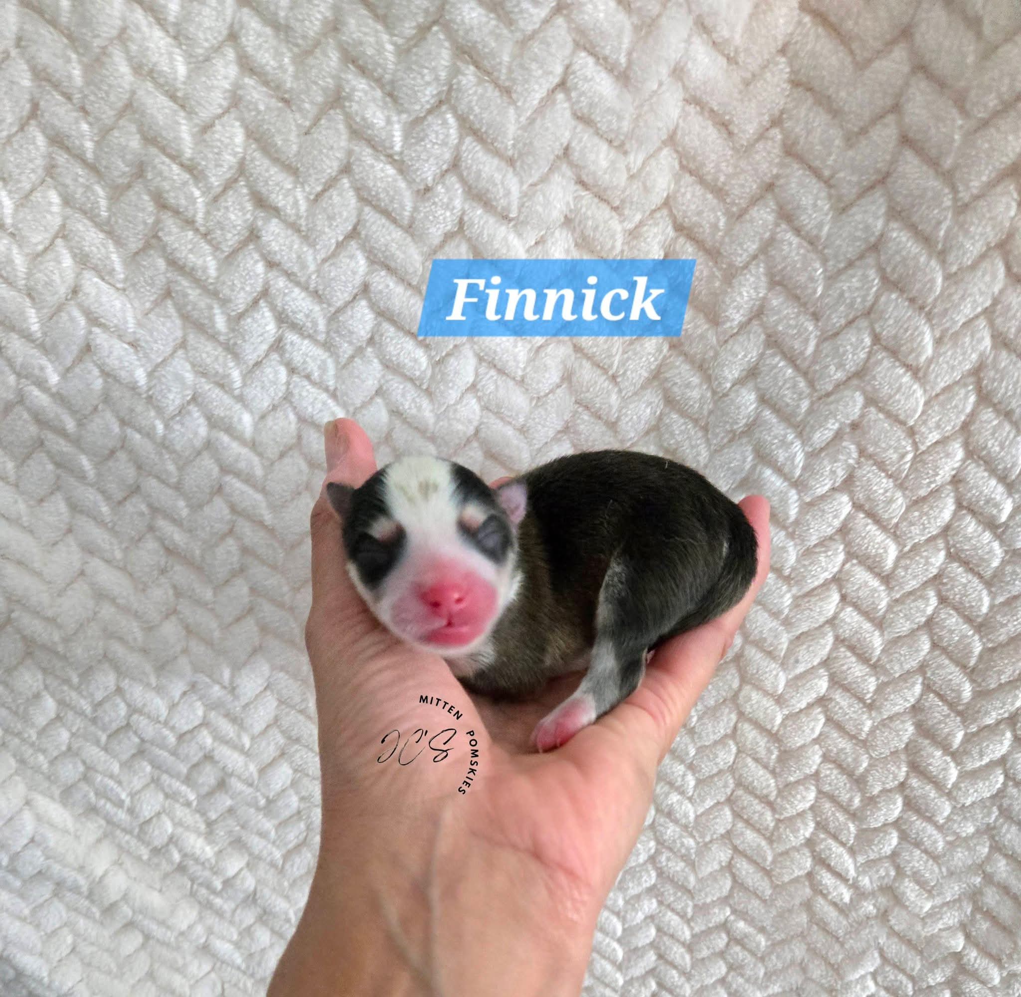 Finnick (MALE) Micro