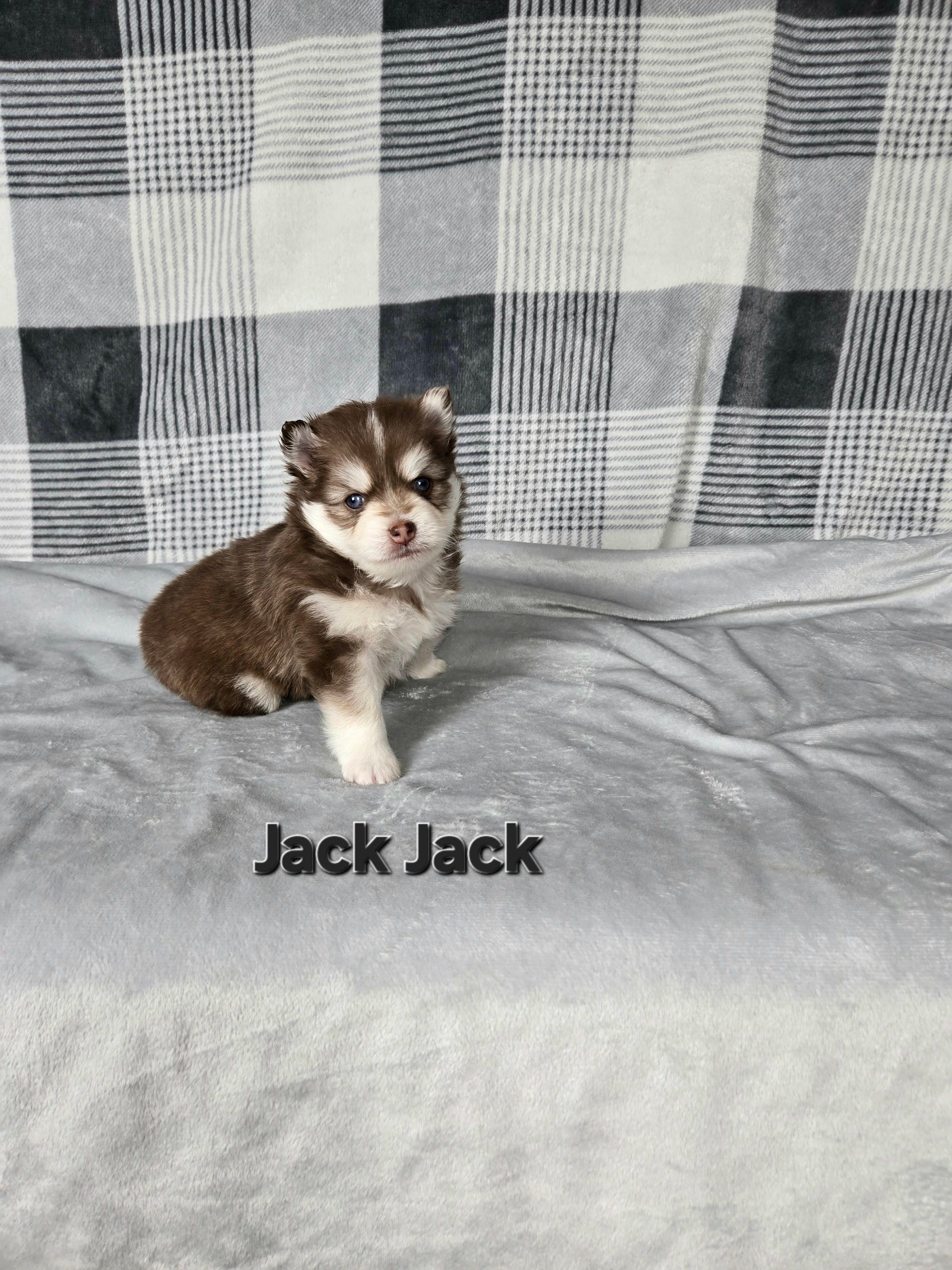 Jack Jack (MALE)