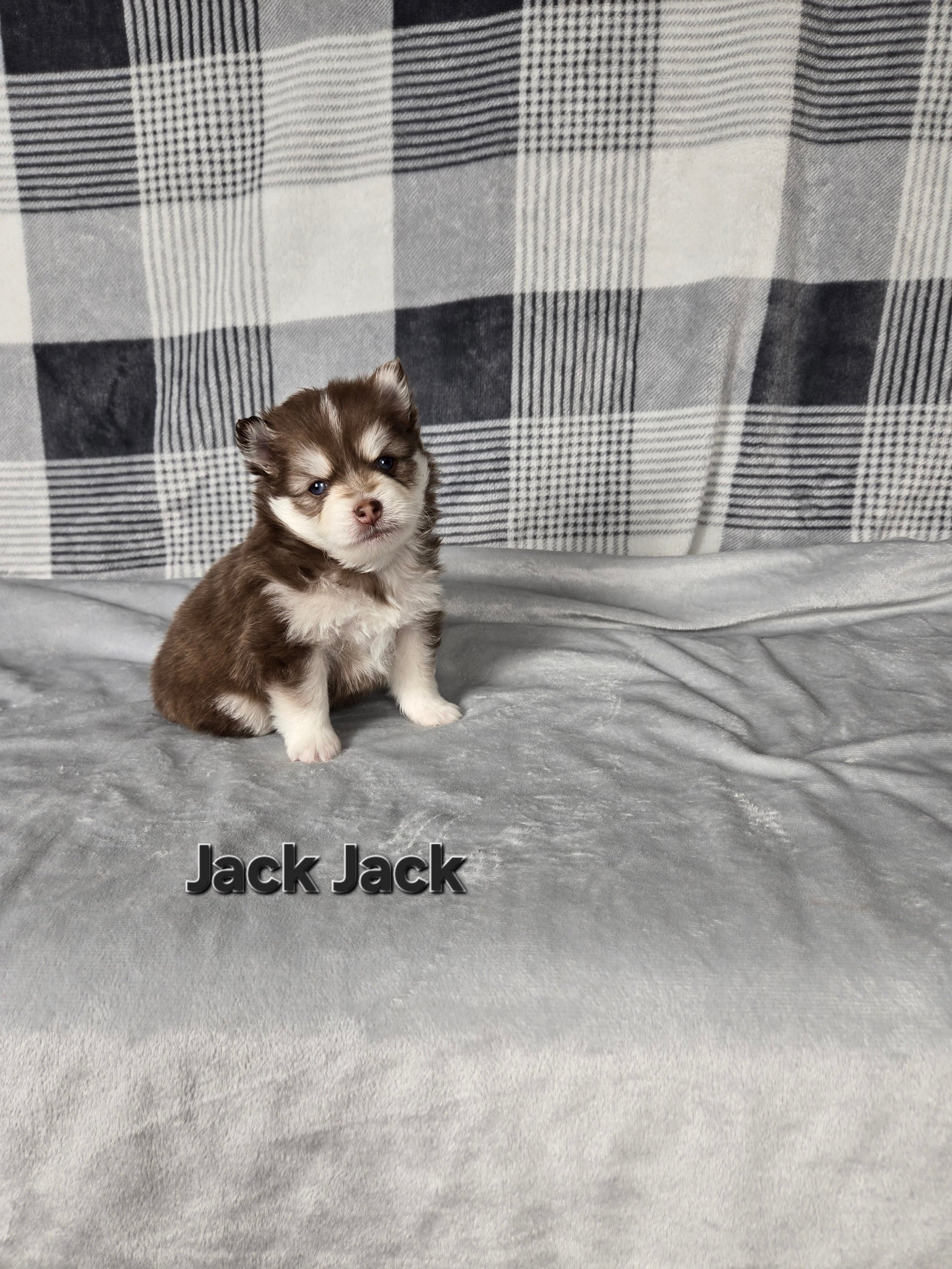 Jack Jack (MALE)